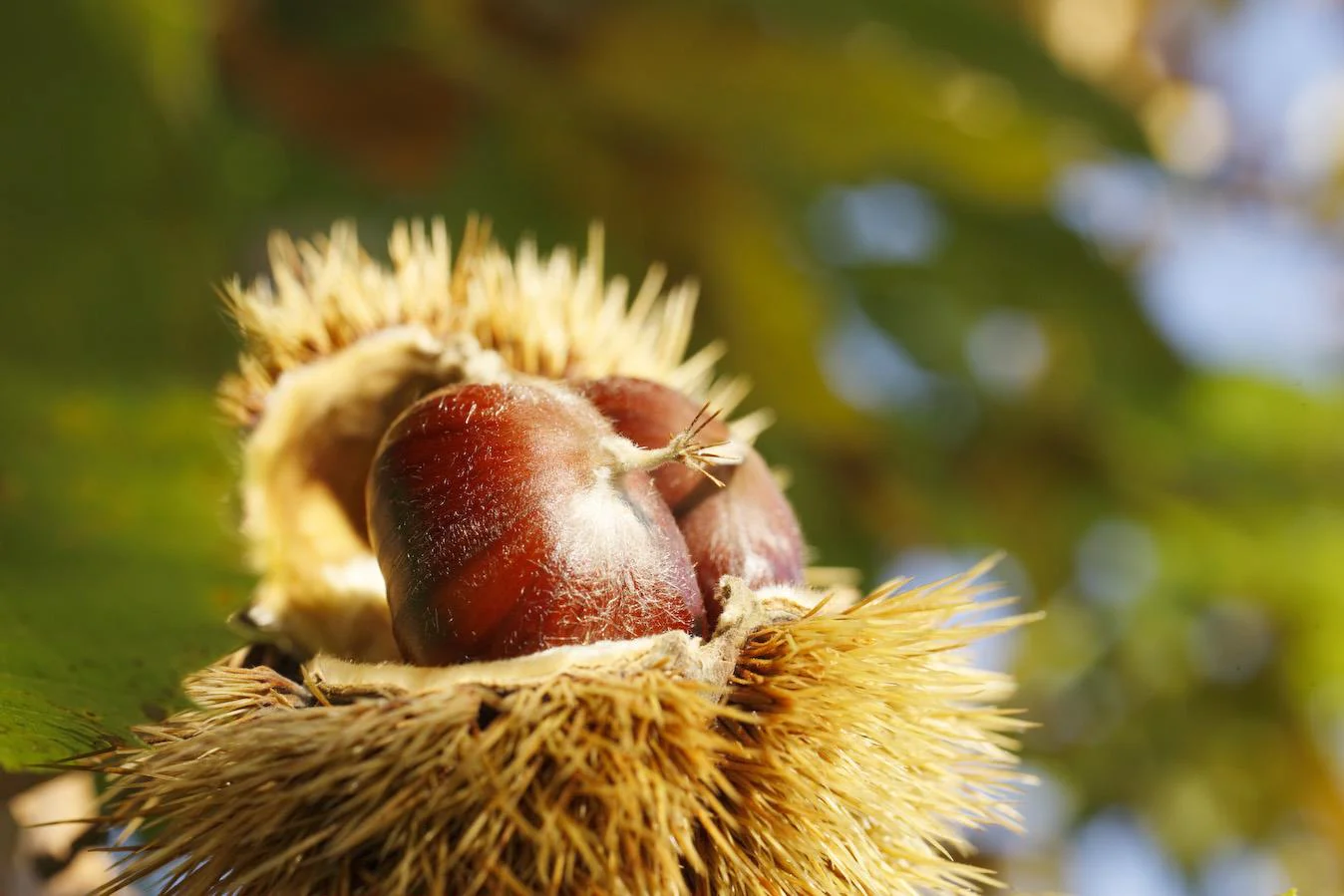 Chestnut Experience Trail Lana 4 suedtirol.info