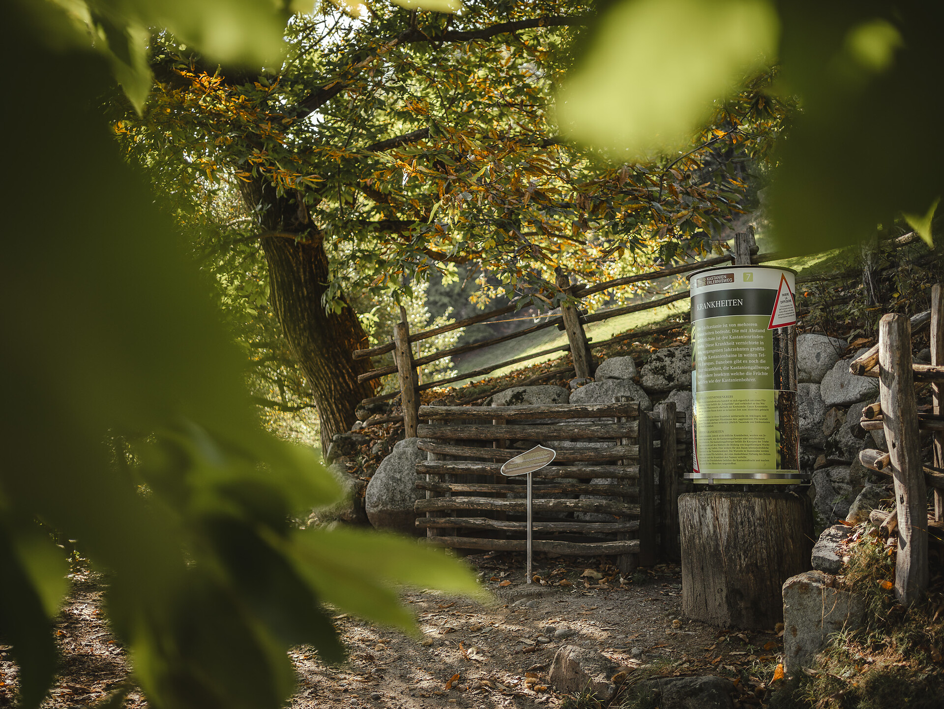 Völlan Südtiroler Kastanienerlebnisweg - Meran und Umgebung - #3 - suedtirol.info
