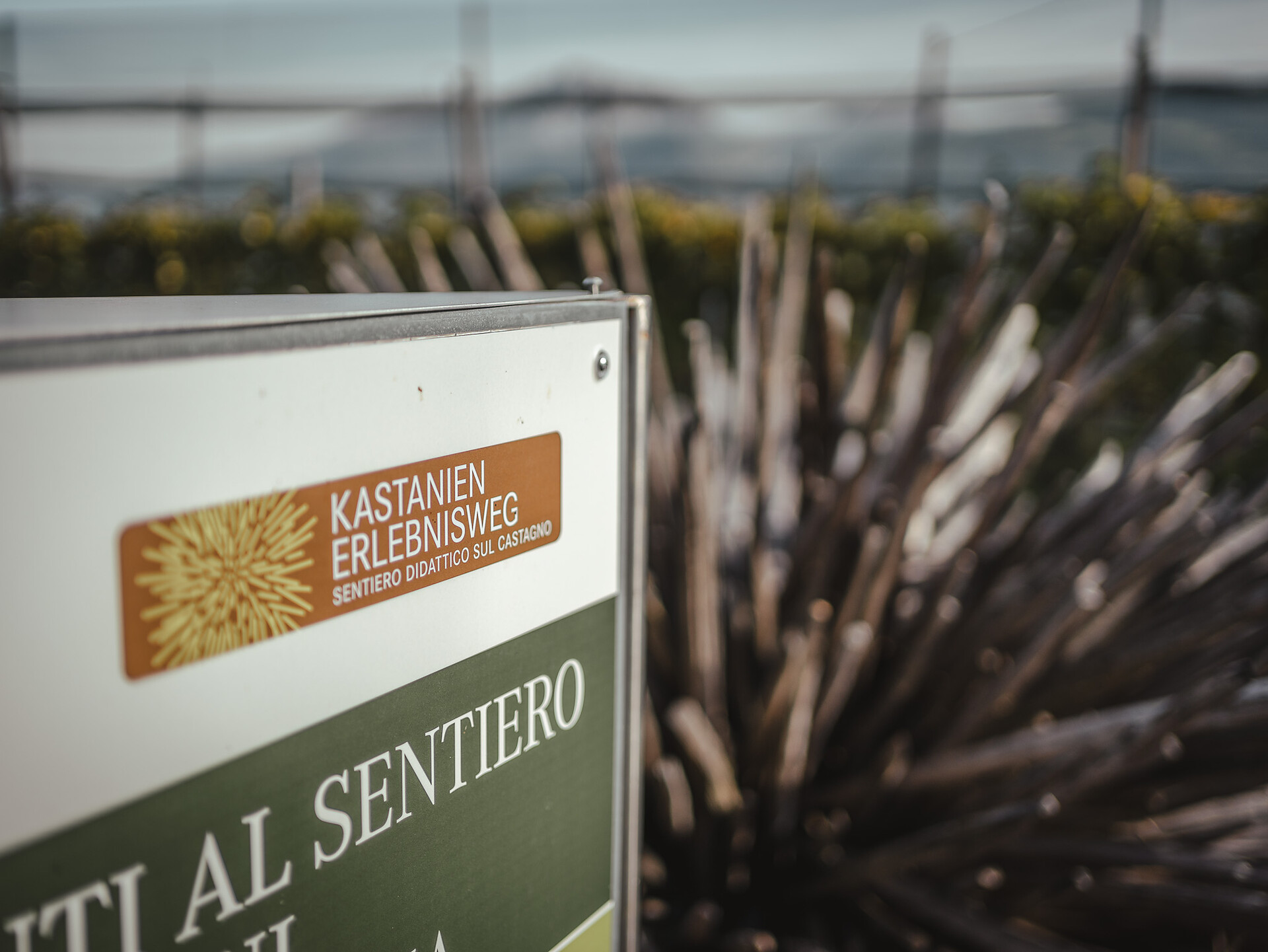 Völlan Südtiroler Kastanienerlebnisweg - Meran und Umgebung - #6 - suedtirol.info