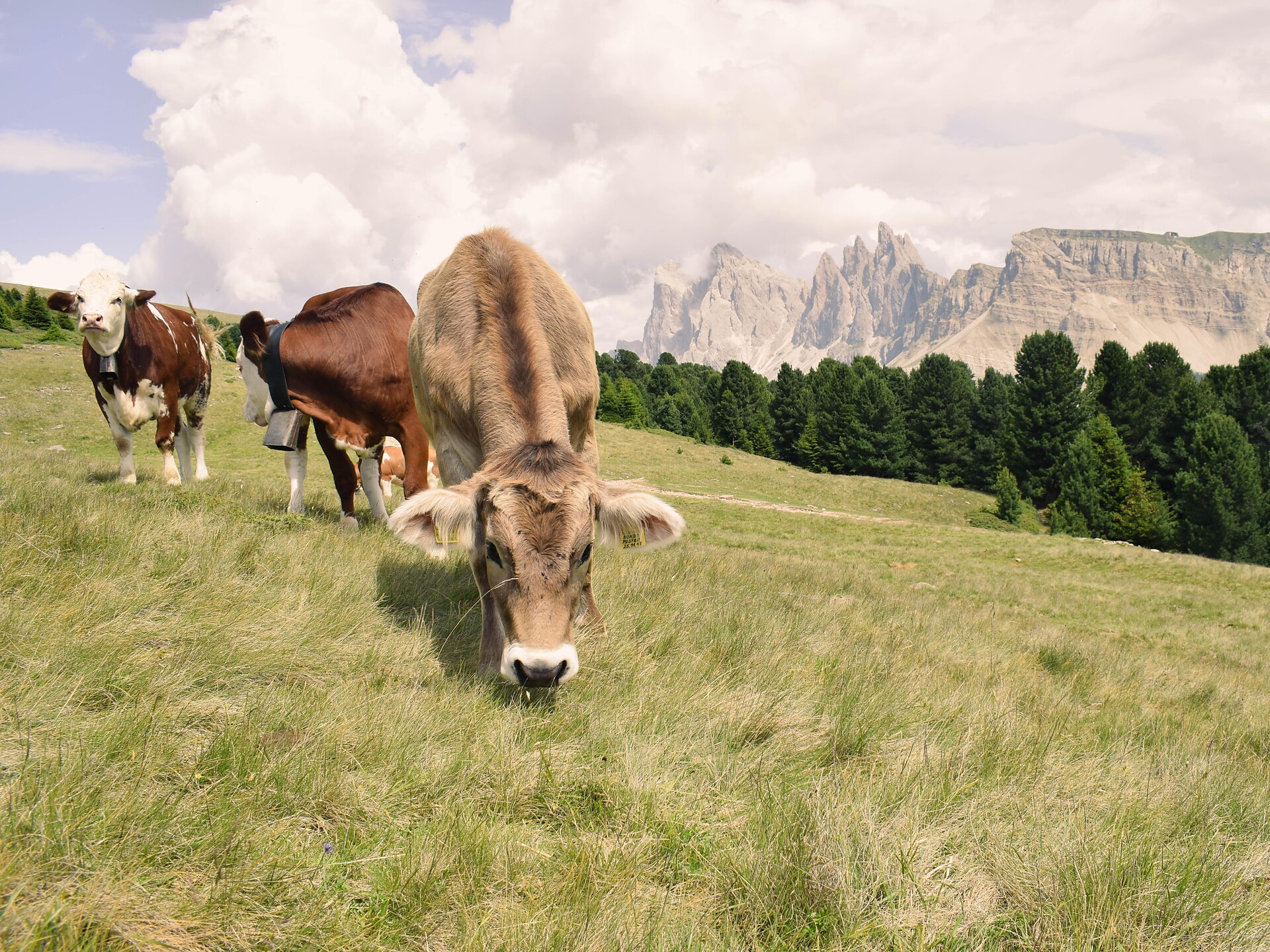 From Resciesa to Malga Zannes along the Adolf Munkel Trail - Dolomites Region Val Gardena - #2 - suedtirol.info