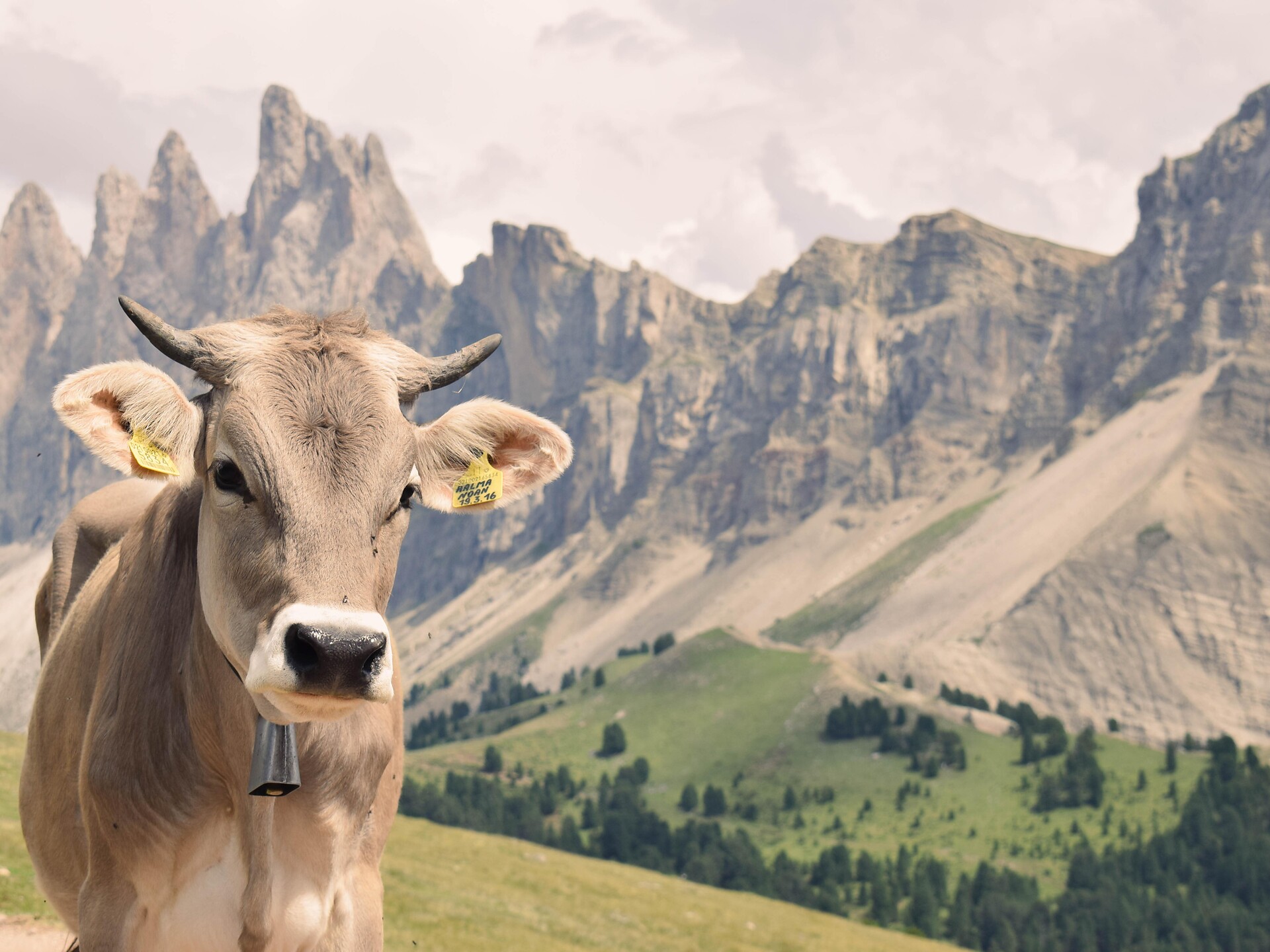 From Resciesa to Malga Zannes along the Adolf Munkel Trail - Dolomites Region Val Gardena - #3 - suedtirol.info
