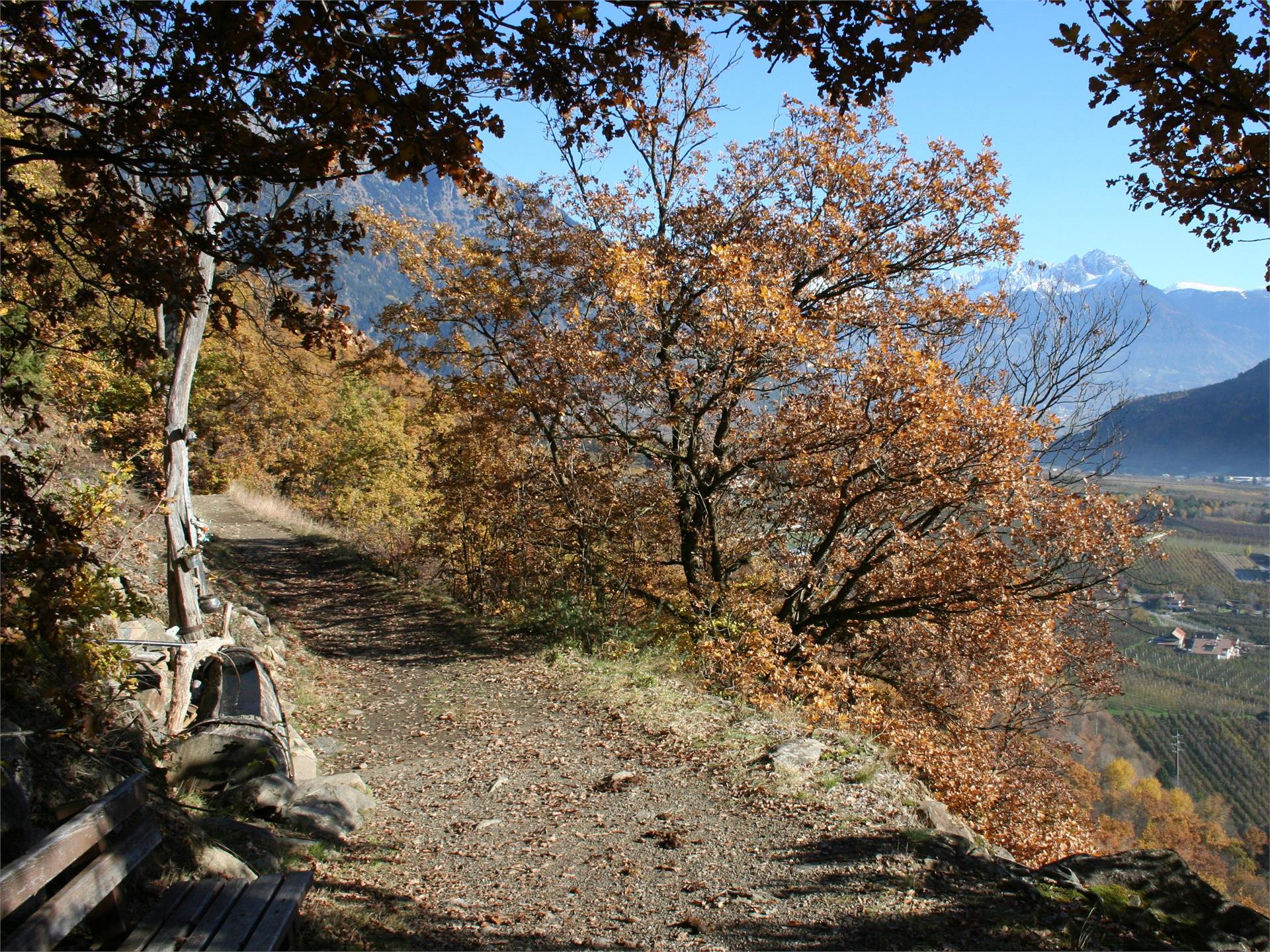 Von Partschins auf den Sonnenberger Panoramaweg nach Naturns Partschins 7 suedtirol.info