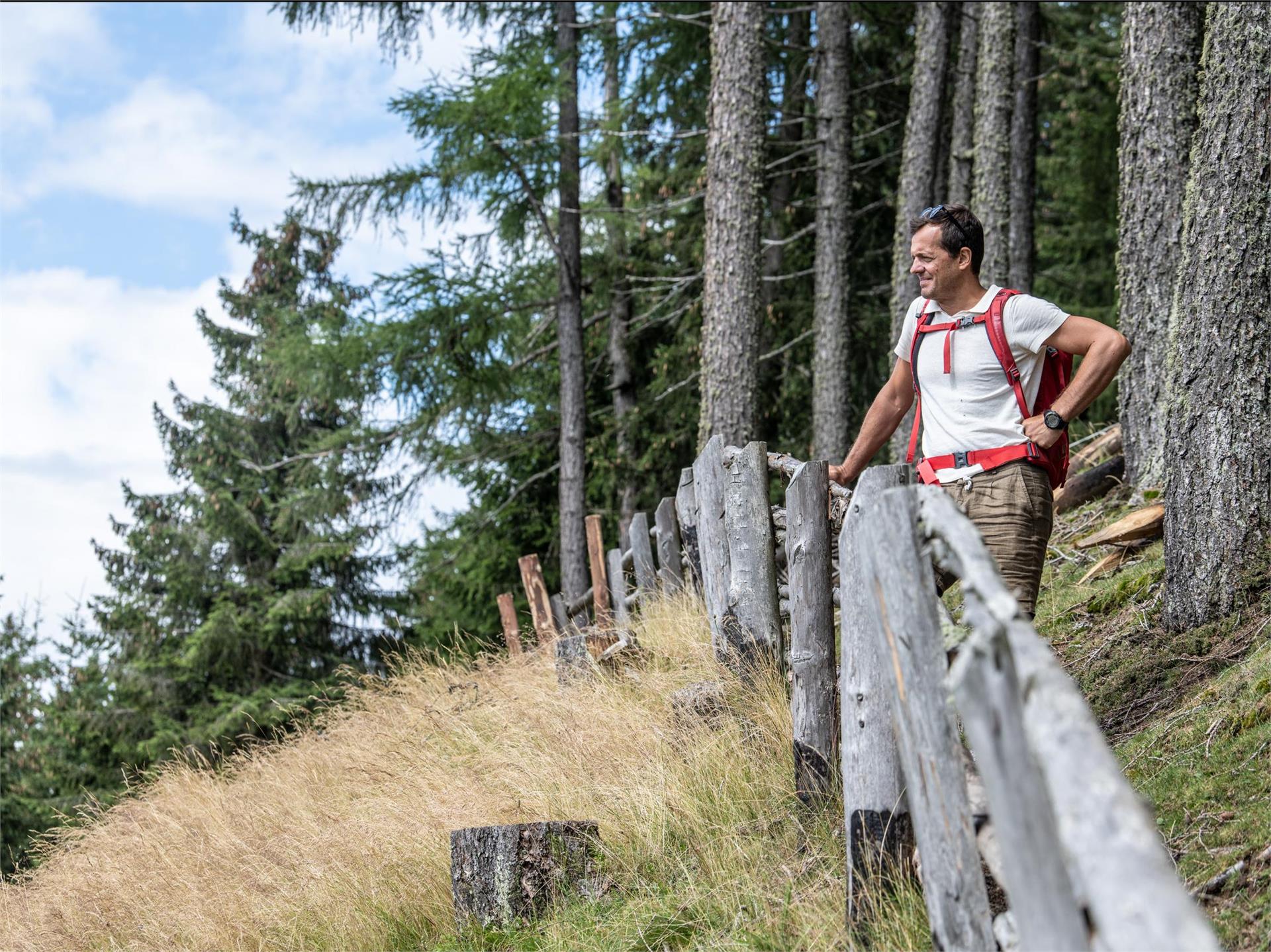Von der Taser Alm zur Streitweideralm Schenna 4 suedtirol.info