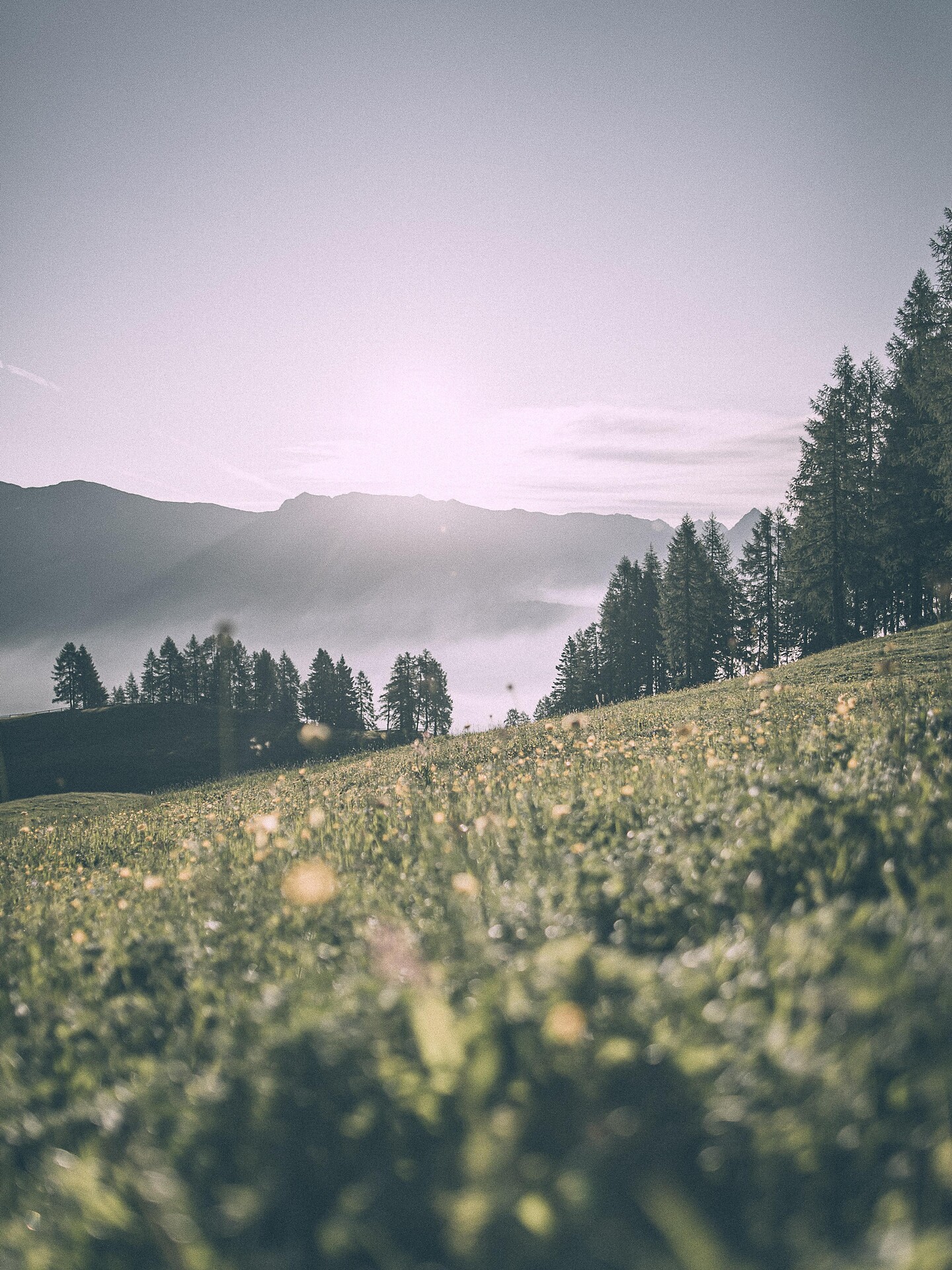Vom Stiergarten übers "Egge" zum Hennstoll  -  - #1 - suedtirol.info