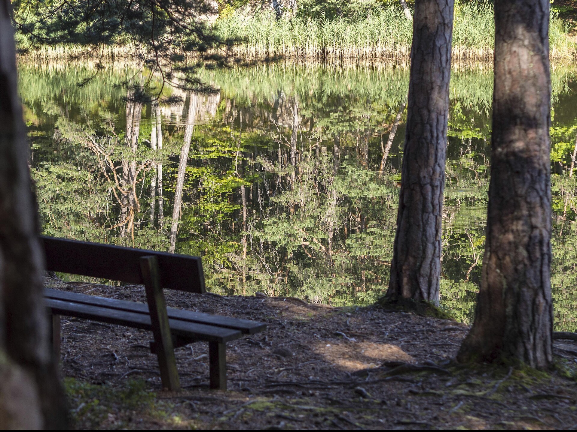 Bench at the river