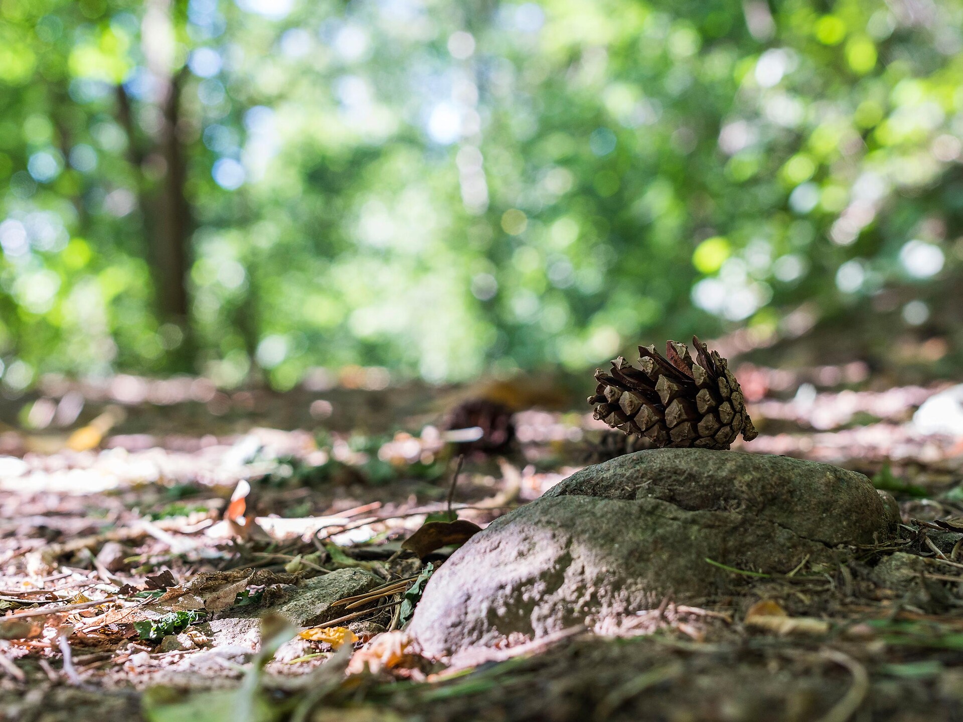 Hiking