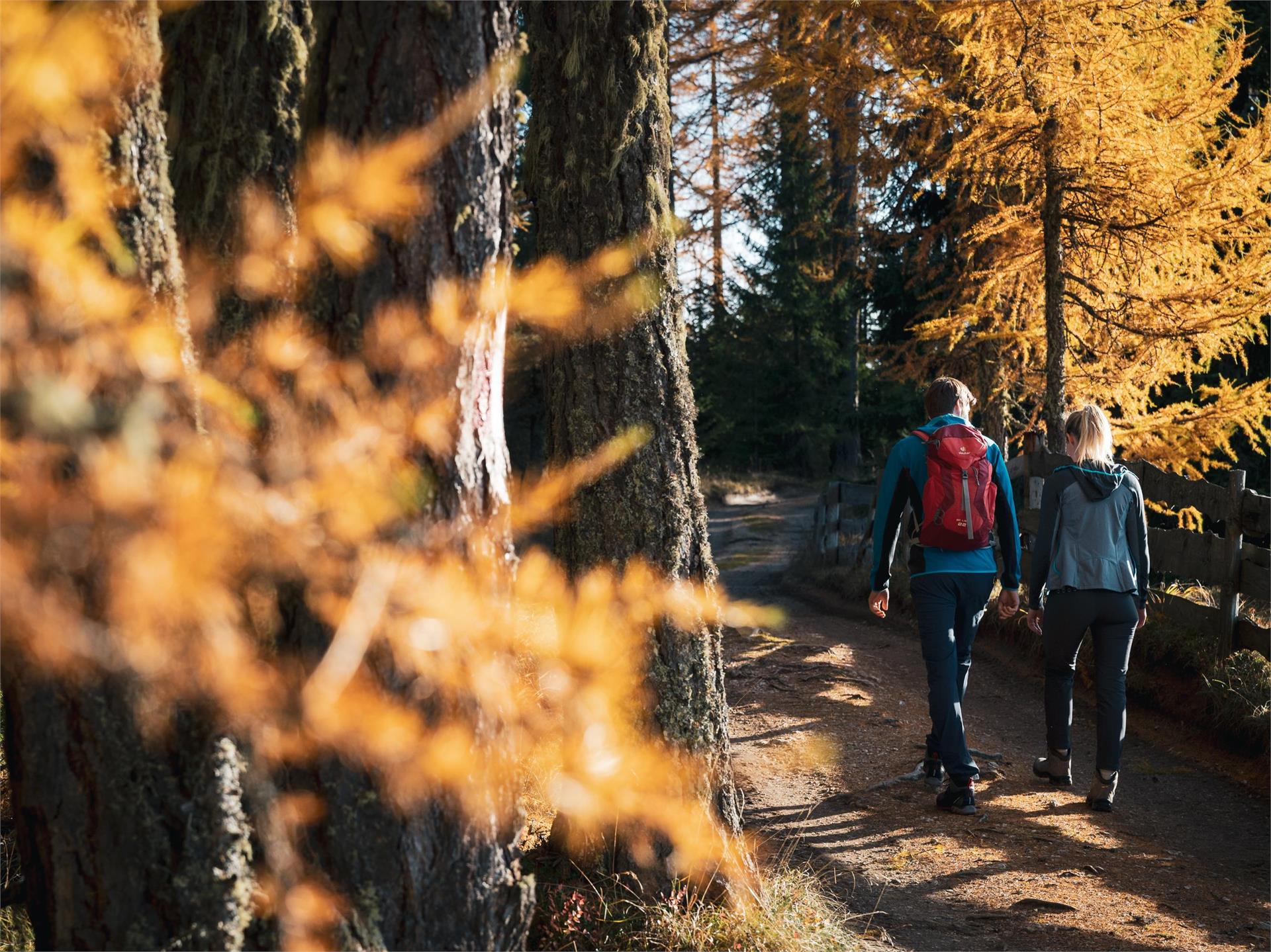 Sentiero dei larici - Tru di lersc Badia 1 suedtirol.info