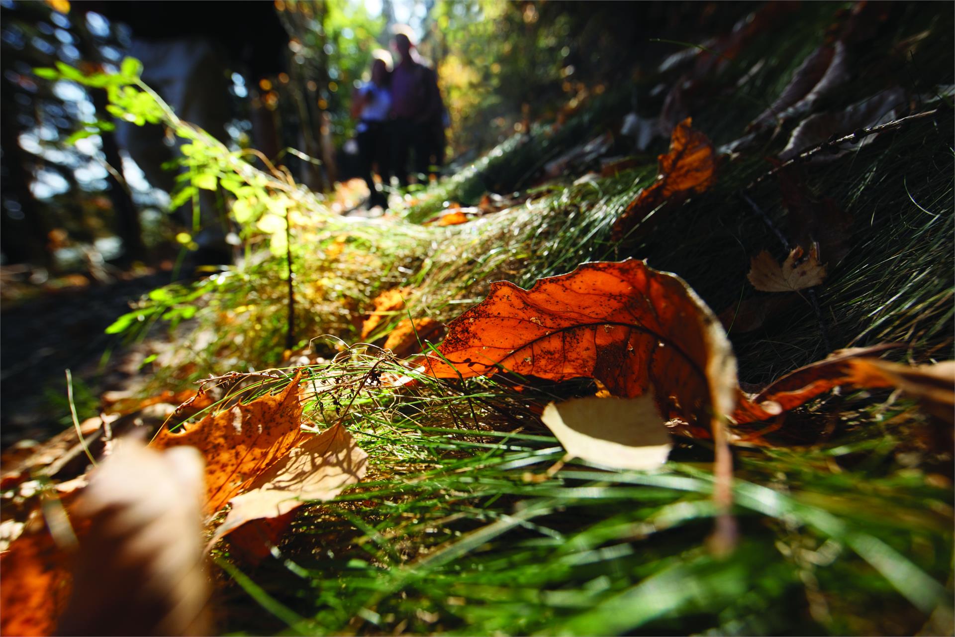 Vertigner Chestnut Round Trip Partschins/Parcines 3 suedtirol.info