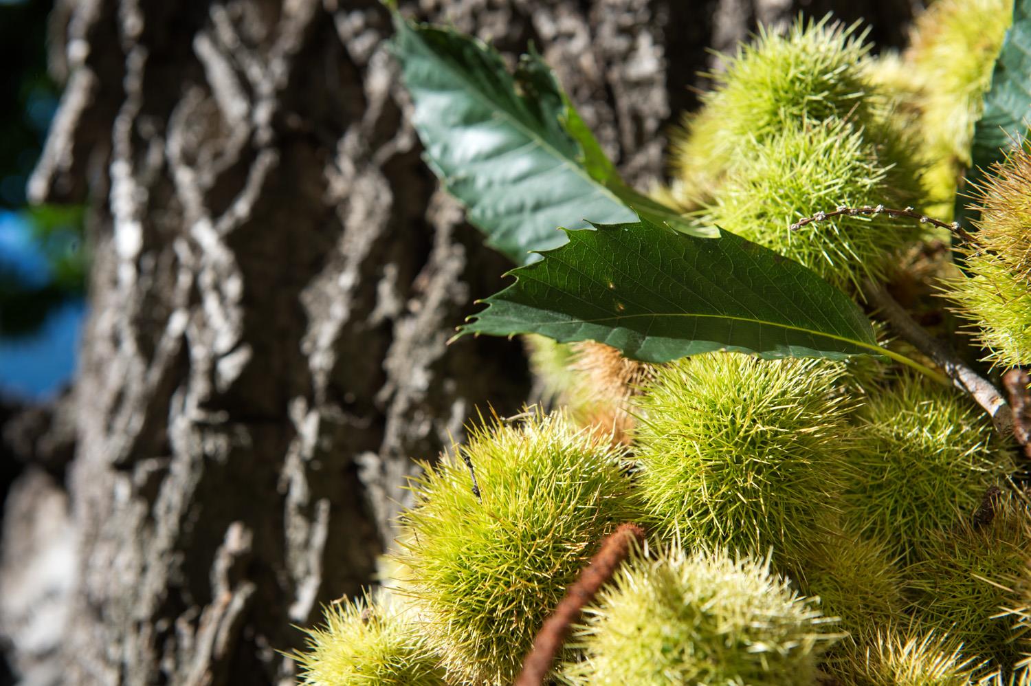 Vertigner Chestnut Round Trip Partschins/Parcines 2 suedtirol.info