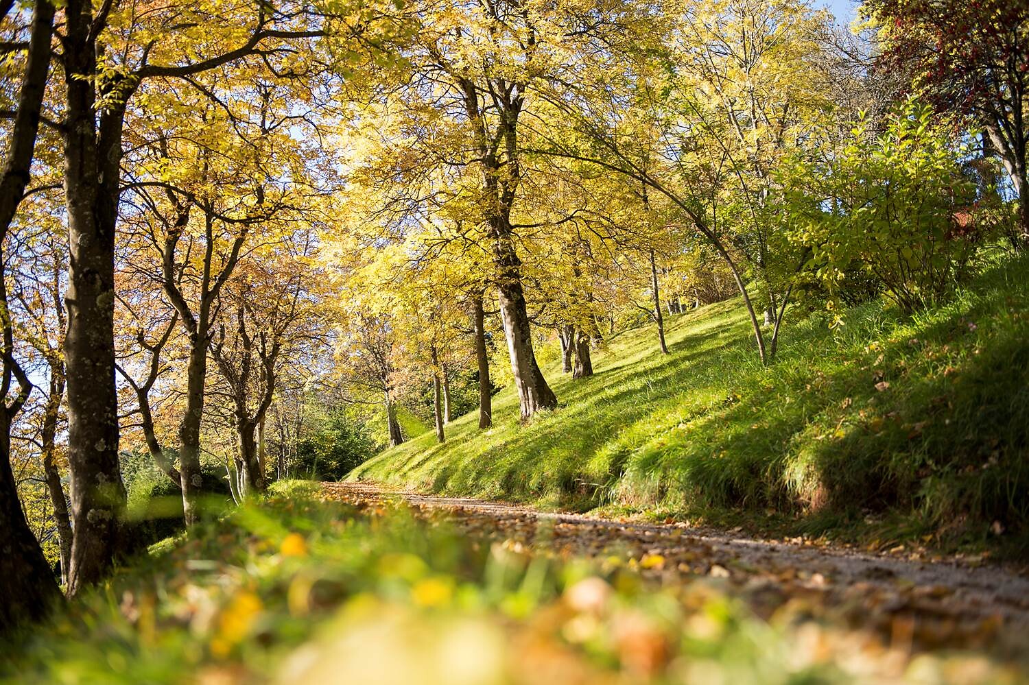 Blätterfall im Herbst