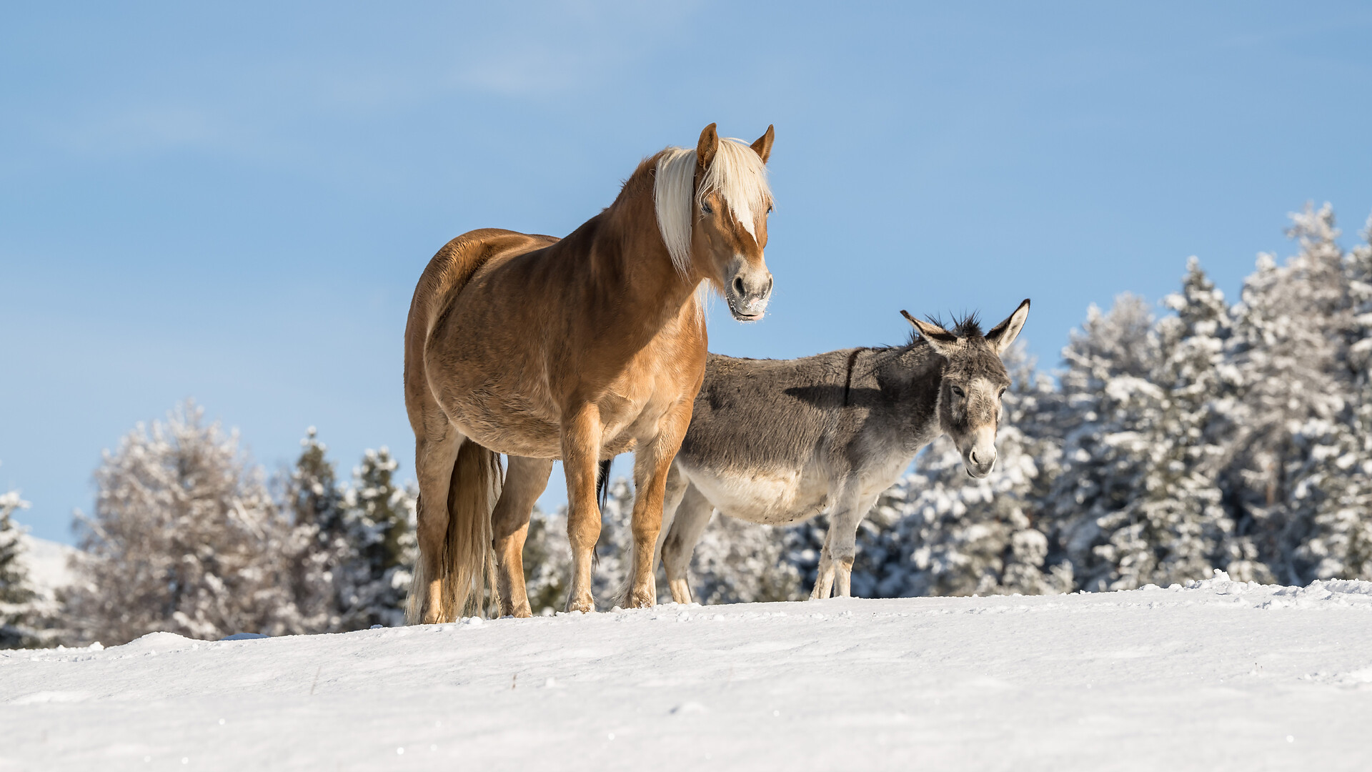 Winter hike to the observatory in Gummer|San Valentino - Dolomites Region Eggental - #4 - suedtirol.info