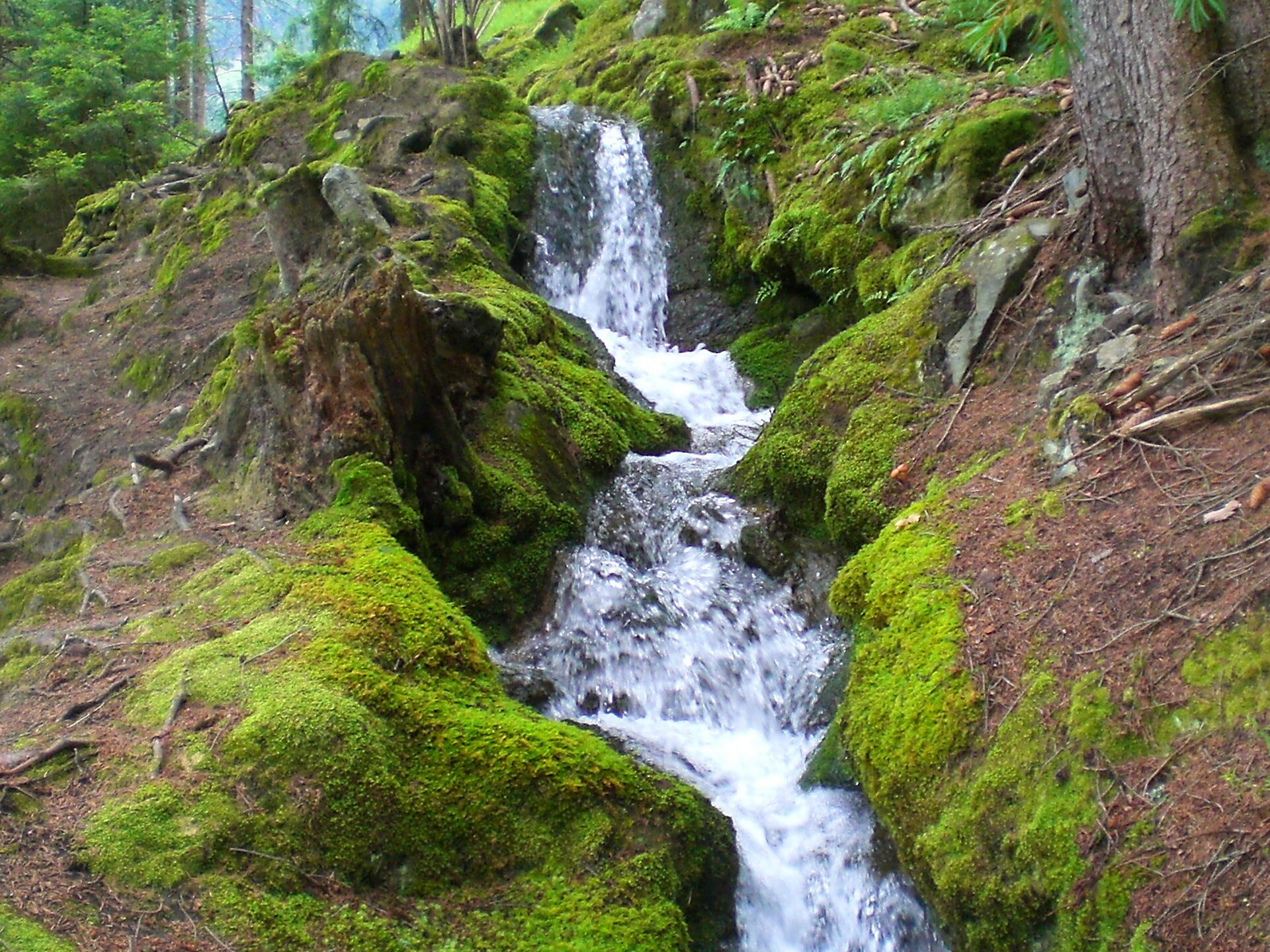 Bergwaal
