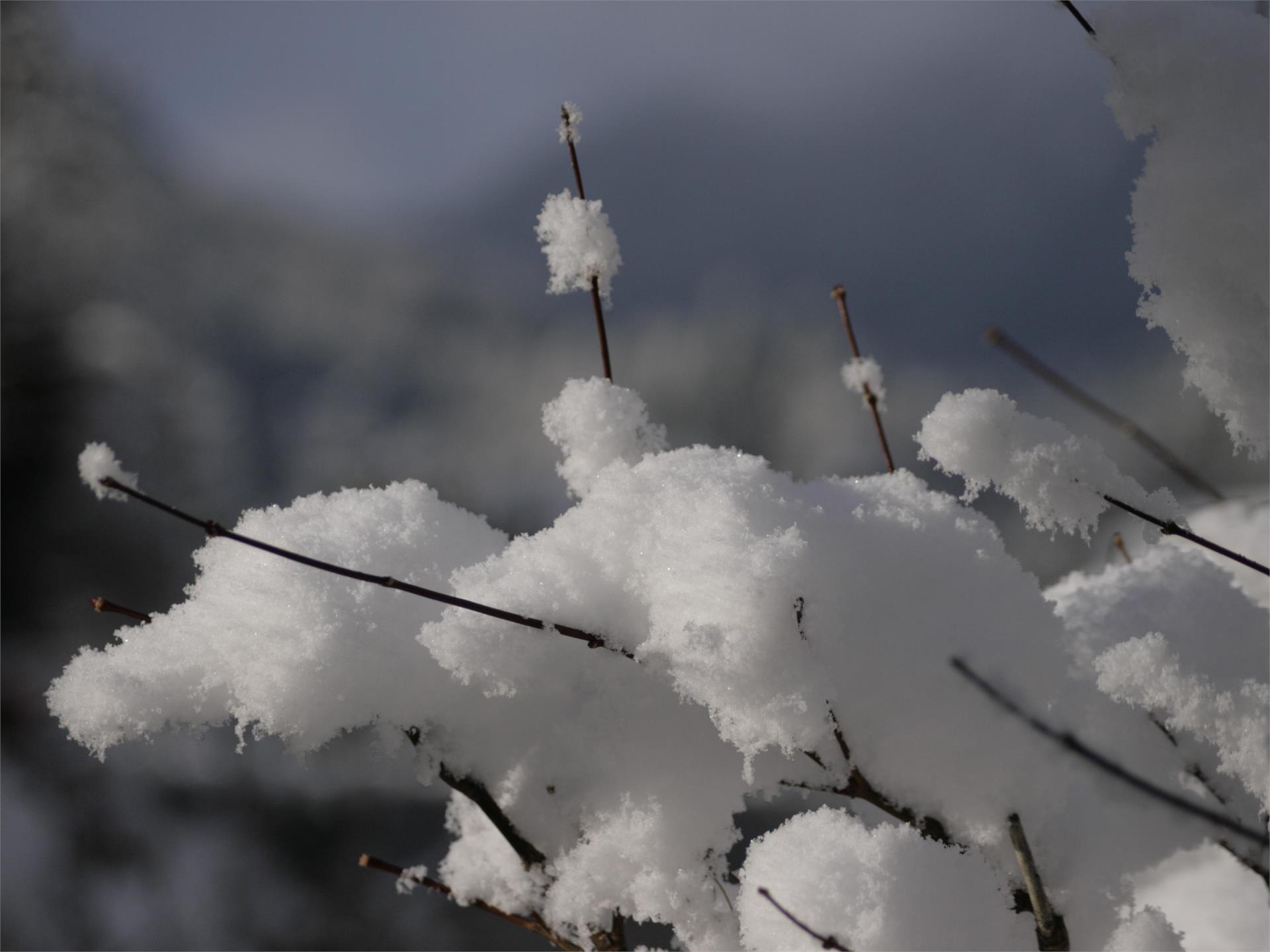 Percorso circolare Tschengg e Larchweg in inverno Tesimo 2 suedtirol.info