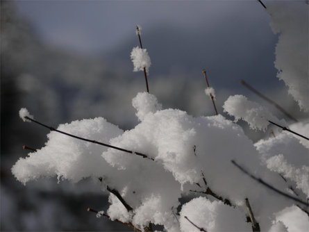 Winterrundwanderung über Tschengg und Larchweg Tisens 2 suedtirol.info