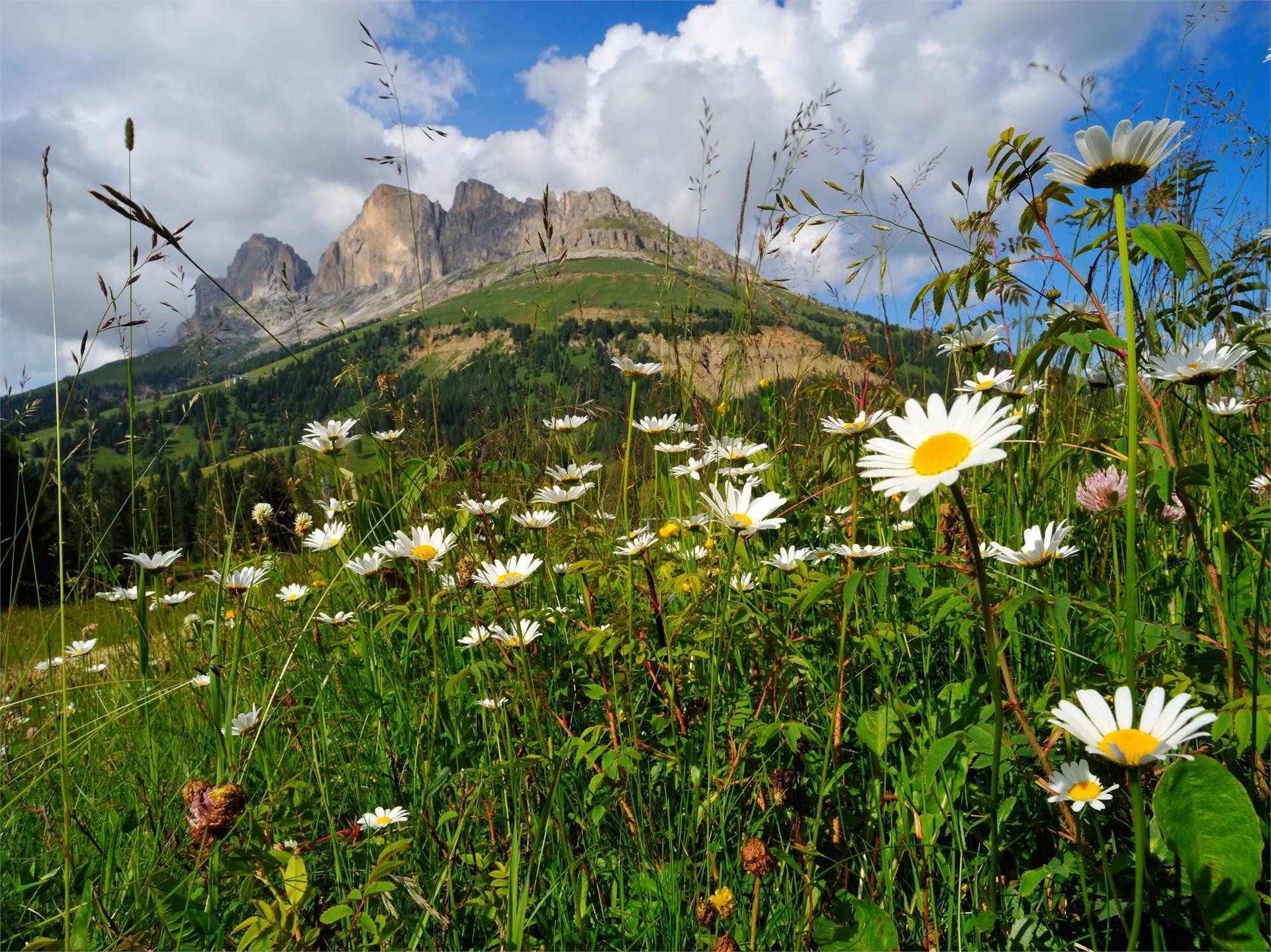 Hike from the Lake Carezza to the Malga Frommer Alm Welschnofen/Nova Levante 1 suedtirol.info