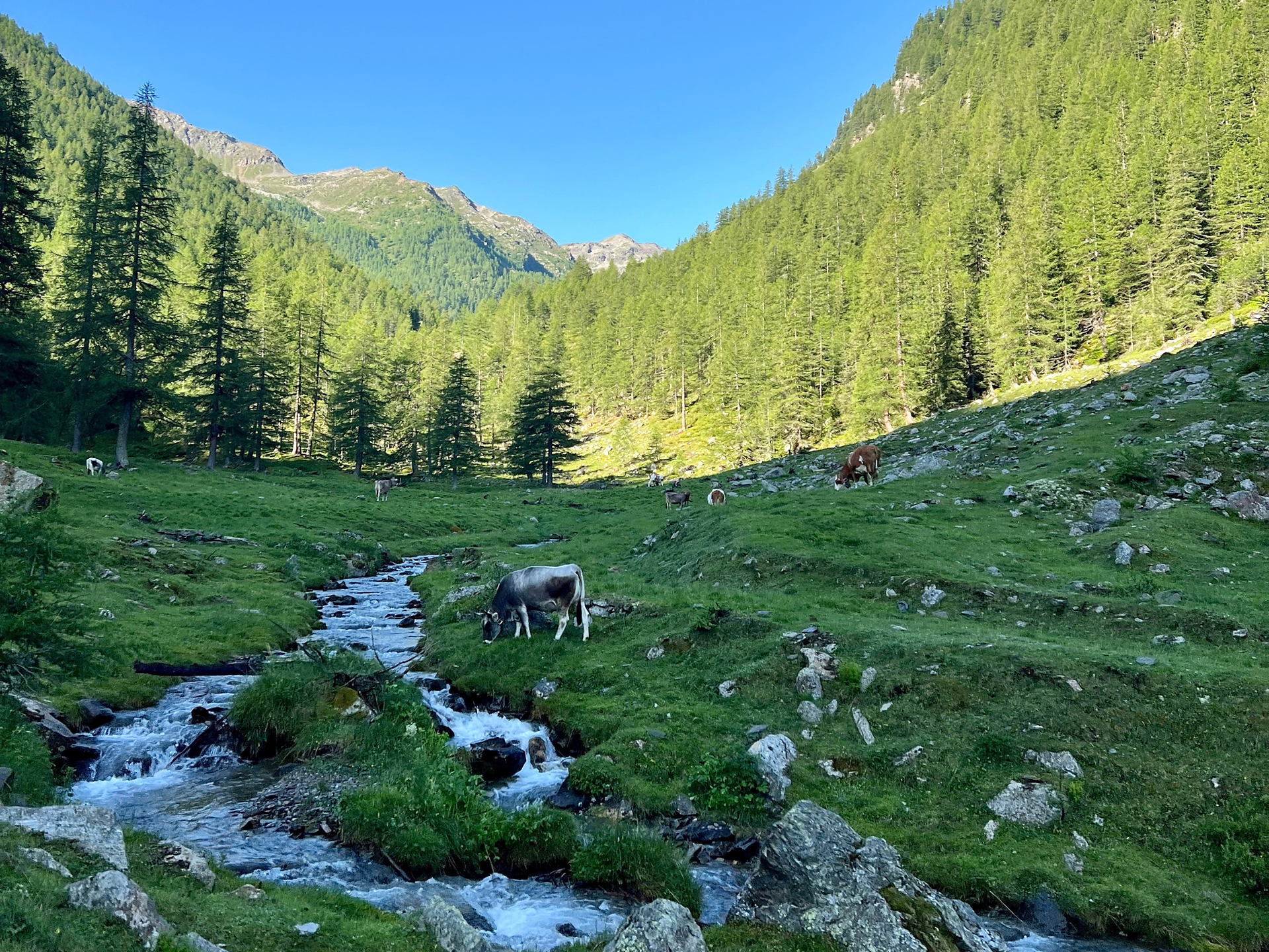 Hike to the "Kirchberg Alm" - Meran/Merano and environs - #2 - suedtirol.info