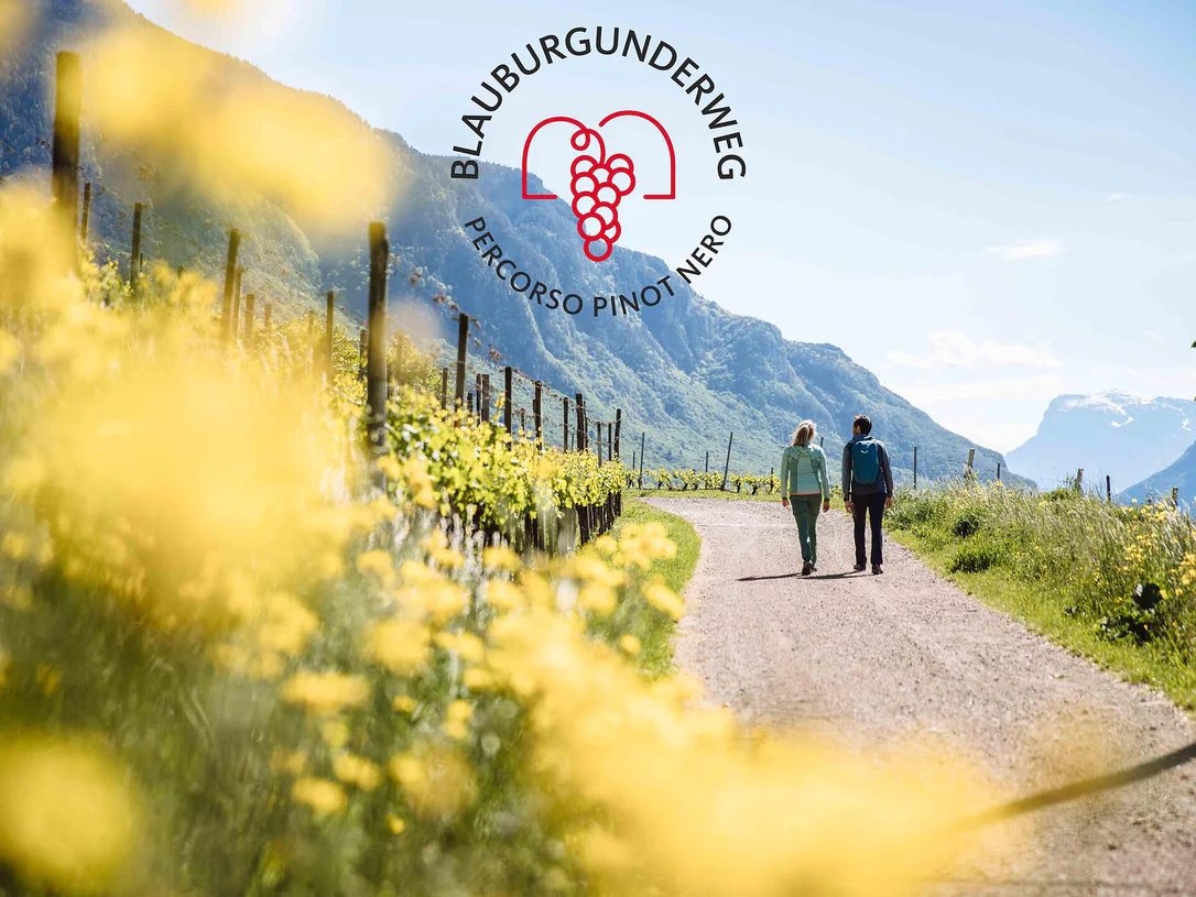 The Pinot Noir Trail