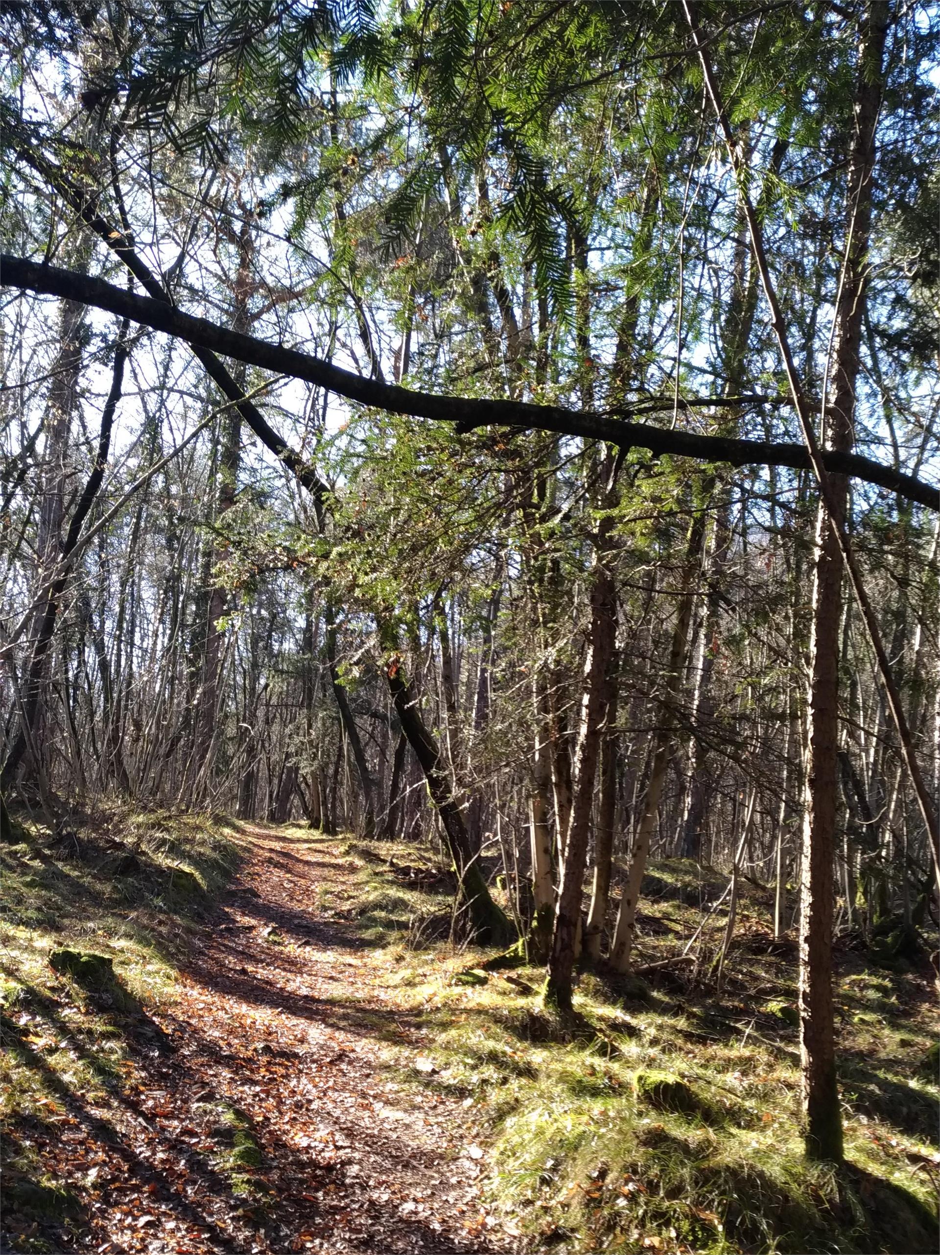 Wanderung Andrian - Hocheppan - Andrian Andrian 2 suedtirol.info