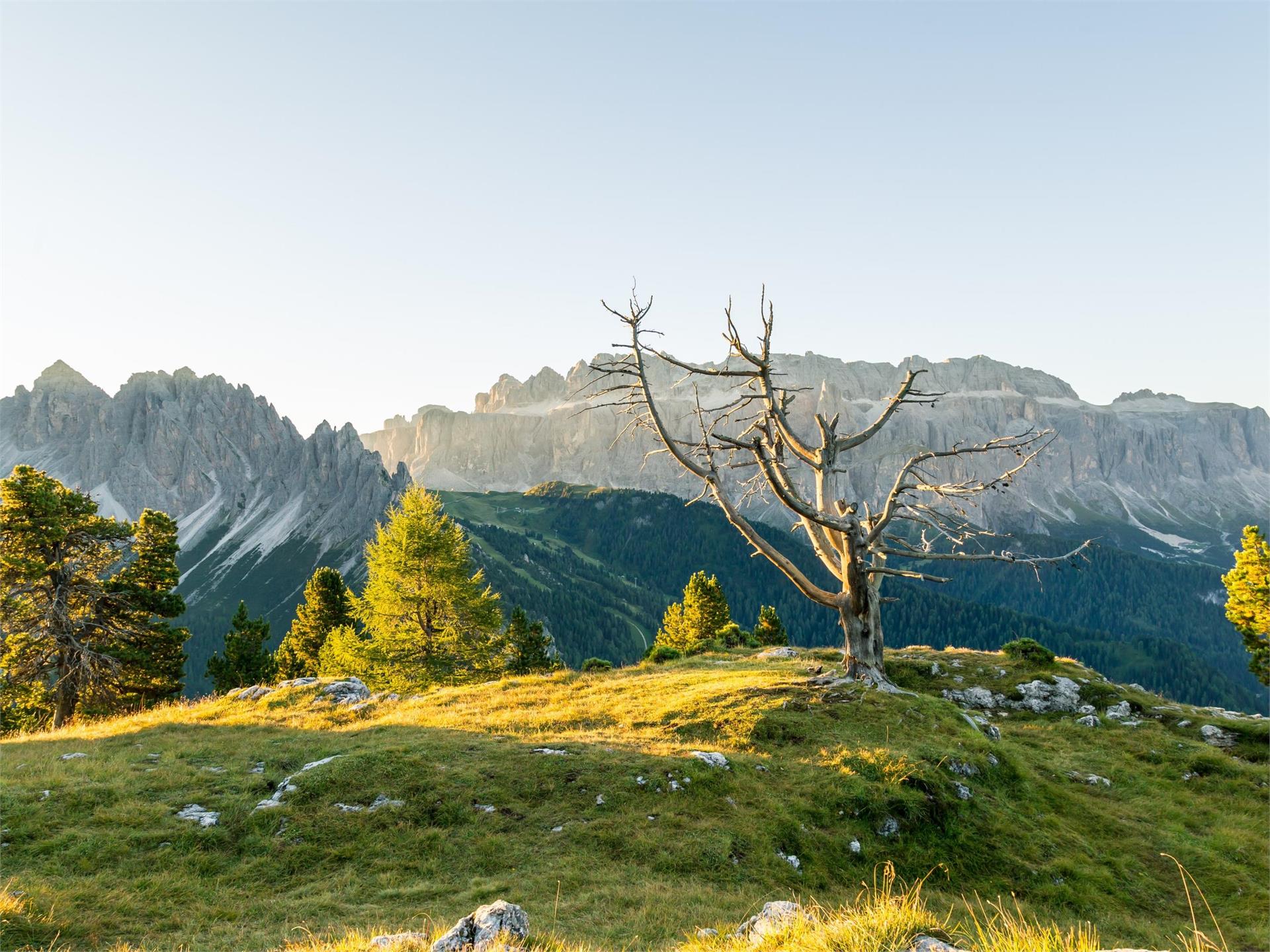 Wanderung zur Stevia Alm Wolkenstein 3 suedtirol.info