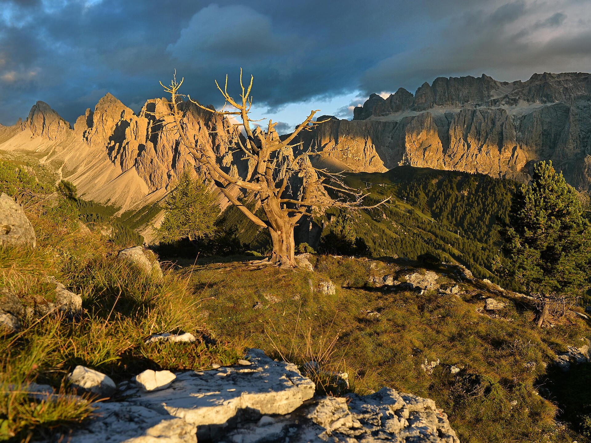 Hike to the Stevia mountain pasture Sëlva/Selva 6 suedtirol.info