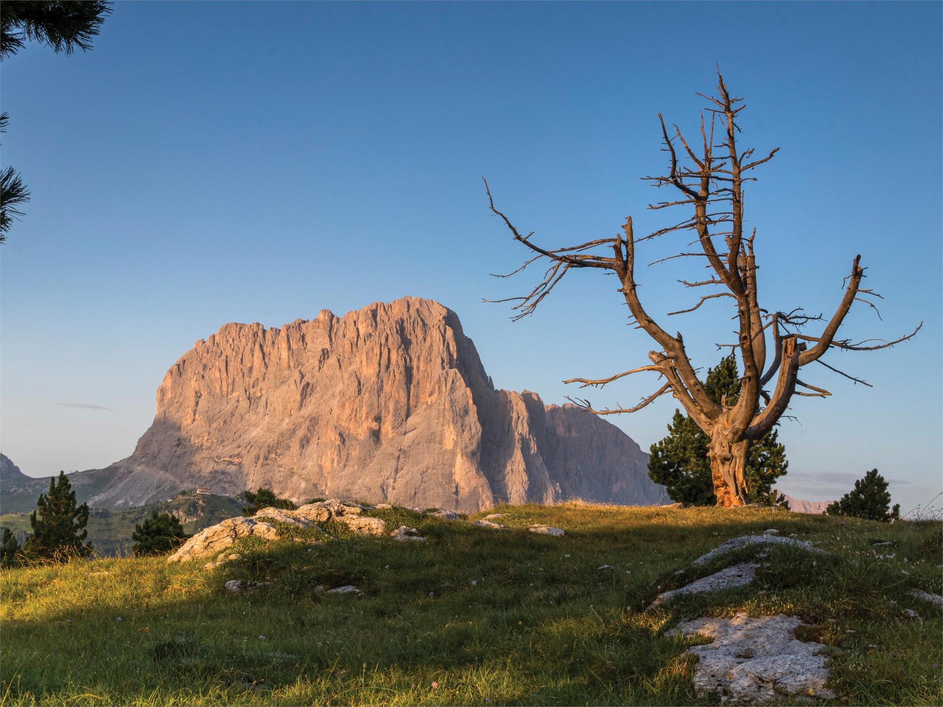 Wanderung zur Stevia Alm Wolkenstein 1 suedtirol.info