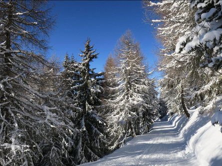 Winter hike: Gasthaus Alte Säge  – Innerfeldtal/Val Campo di Dentro Sexten/Sesto 1 suedtirol.info