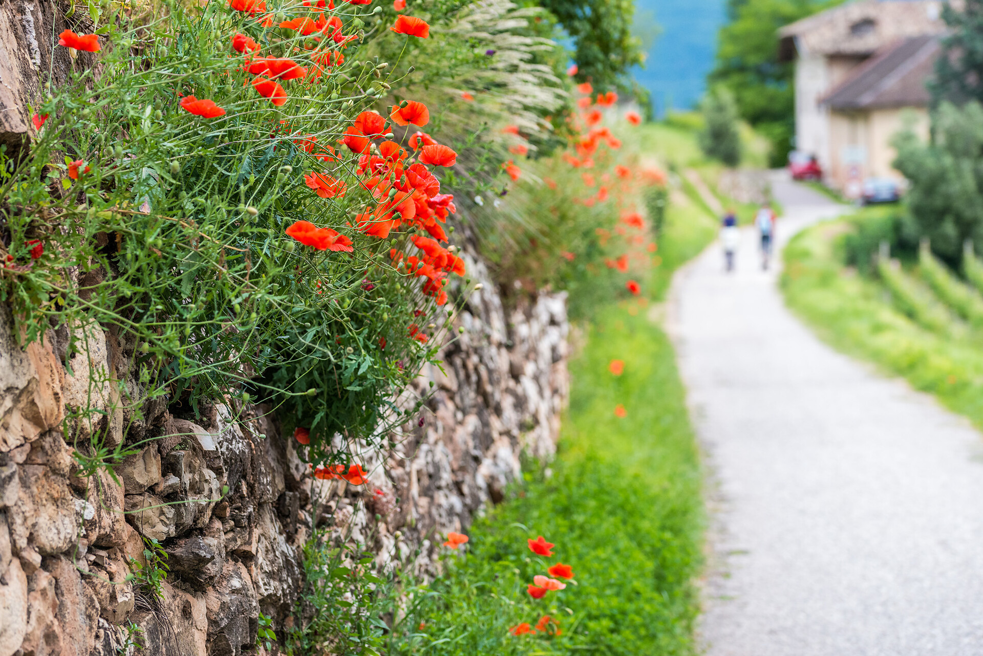 Passeggiata per le famiglie Kastelaz (Termeno-Cortaccia) Termeno sulla Strada del Vino 2 suedtirol.info