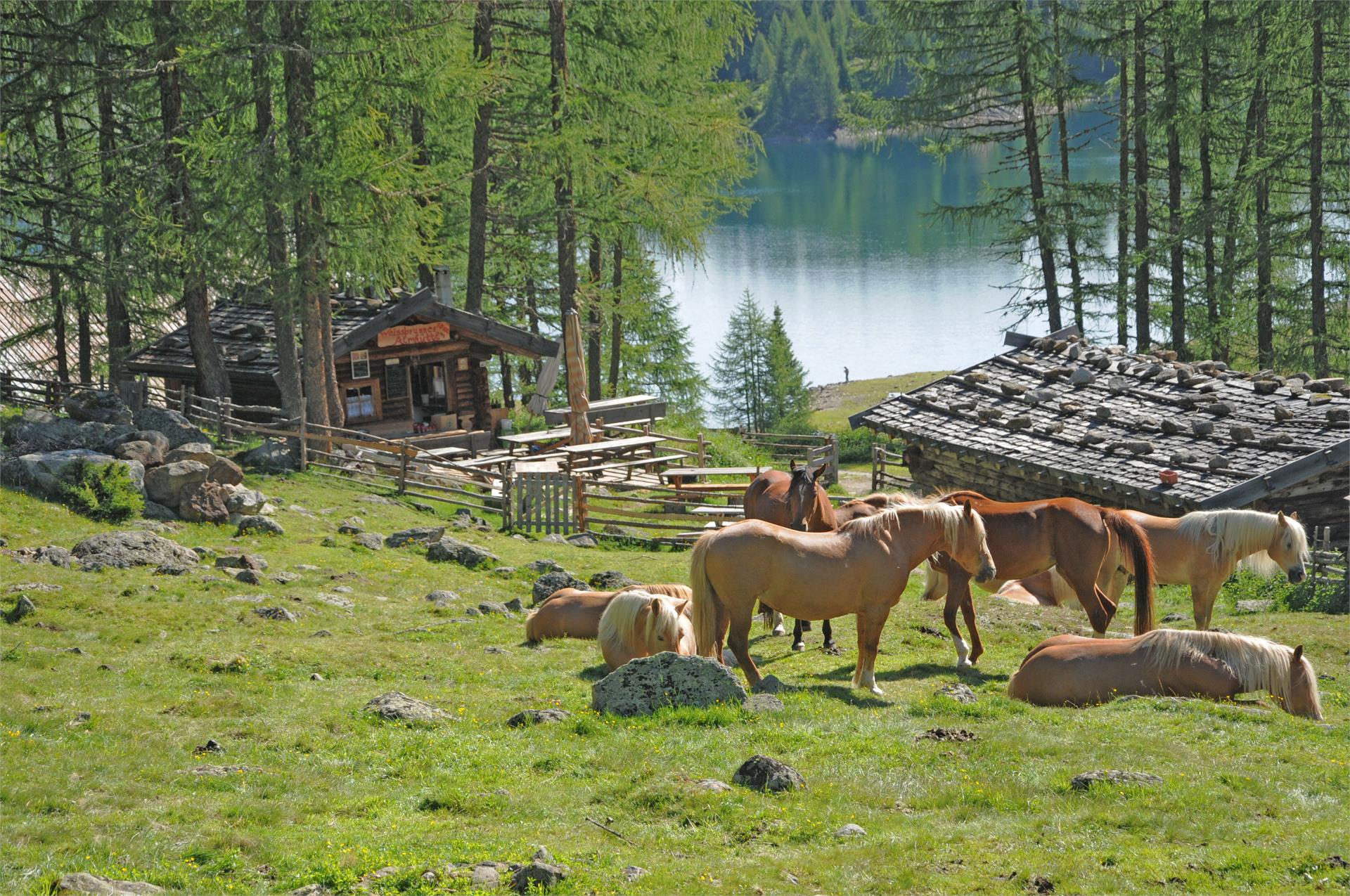 Weißbrunner Almhütte Ulten 1 suedtirol.info