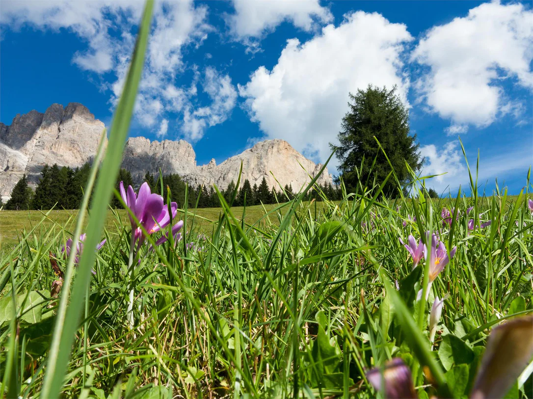 Hike from San Cipriano/Passo Nigra/Malga Frommer hut to Passo Costalunga