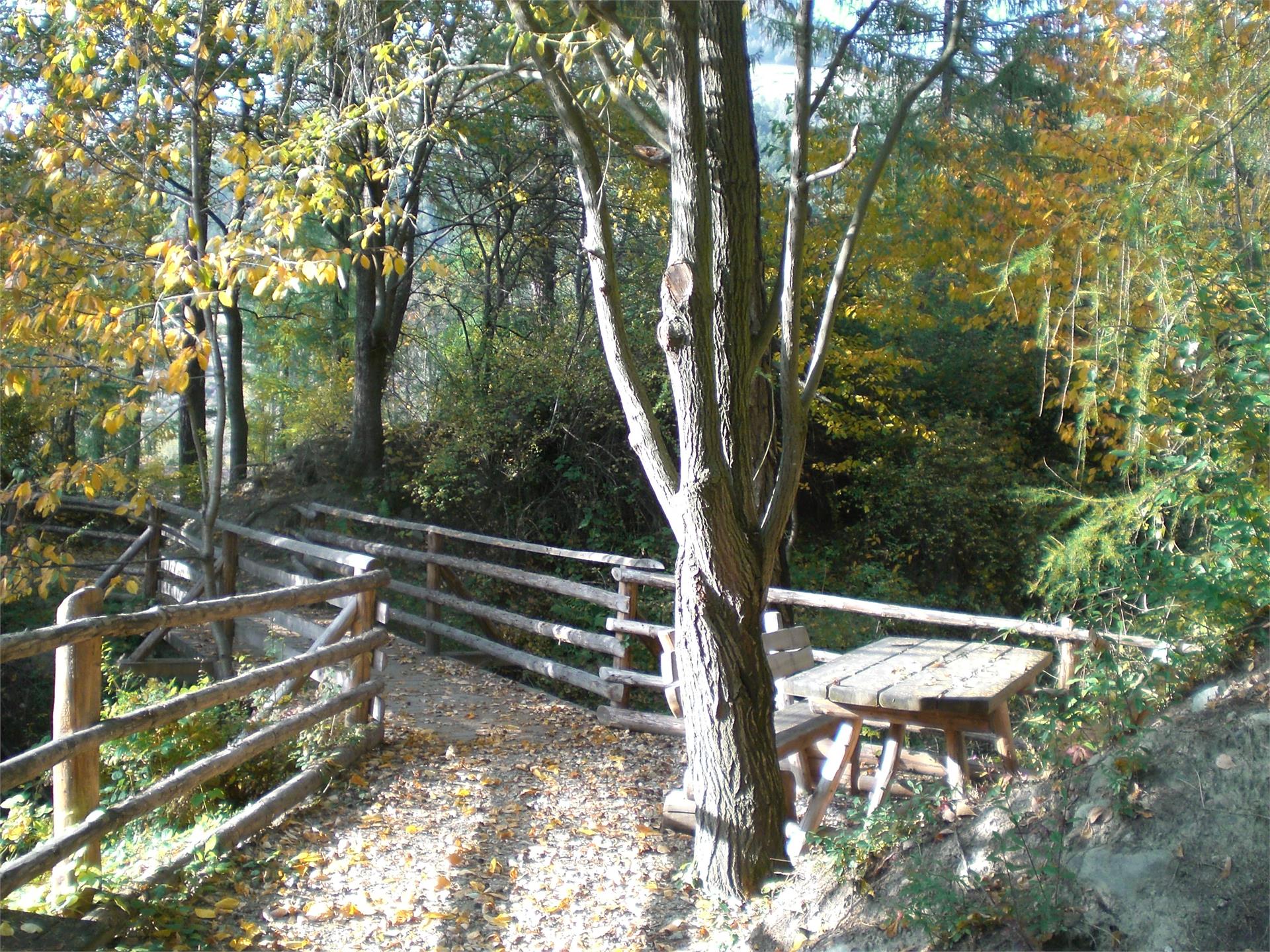 Escursione nel Boschetto di Alliz Lasa 1 suedtirol.info