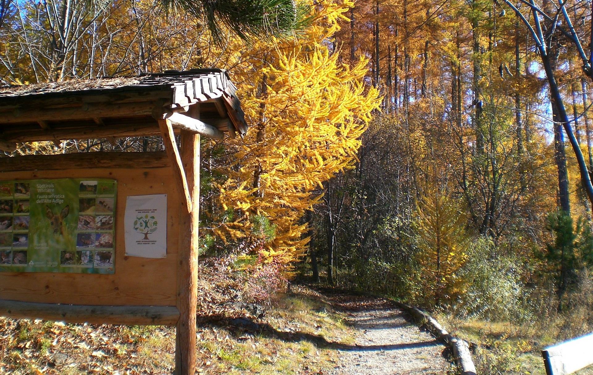 Escursione nel Boschetto di Alliz Lasa 2 suedtirol.info