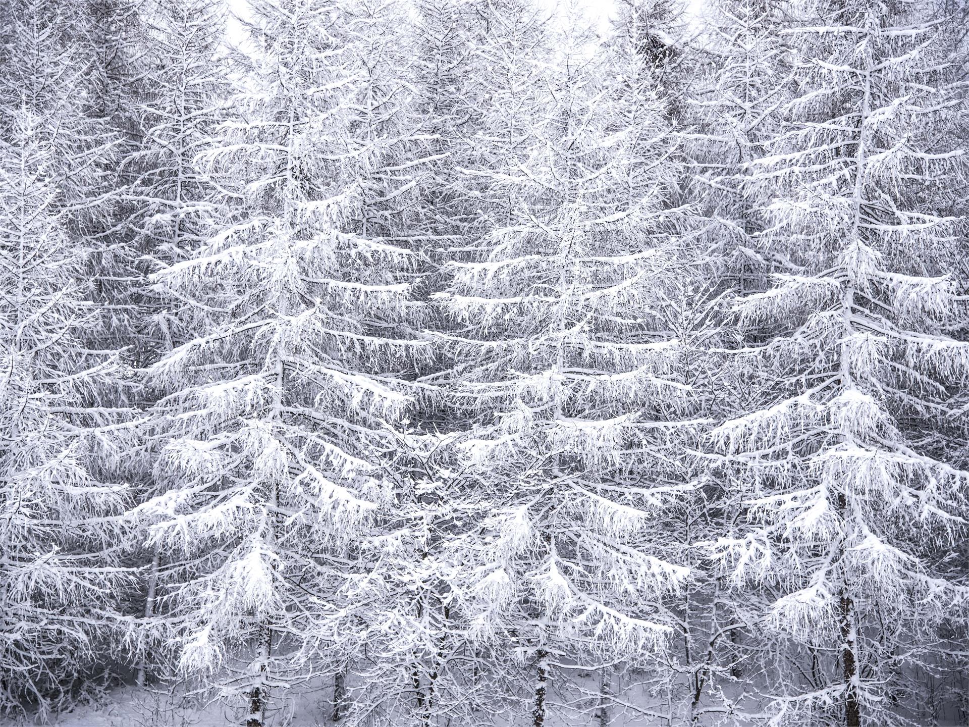 Winterwanderung Steinmeile Olang 1 suedtirol.info