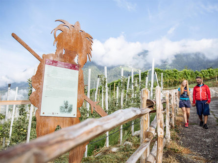 Hike along the wine trail Tirol/Tirolo 2 suedtirol.info