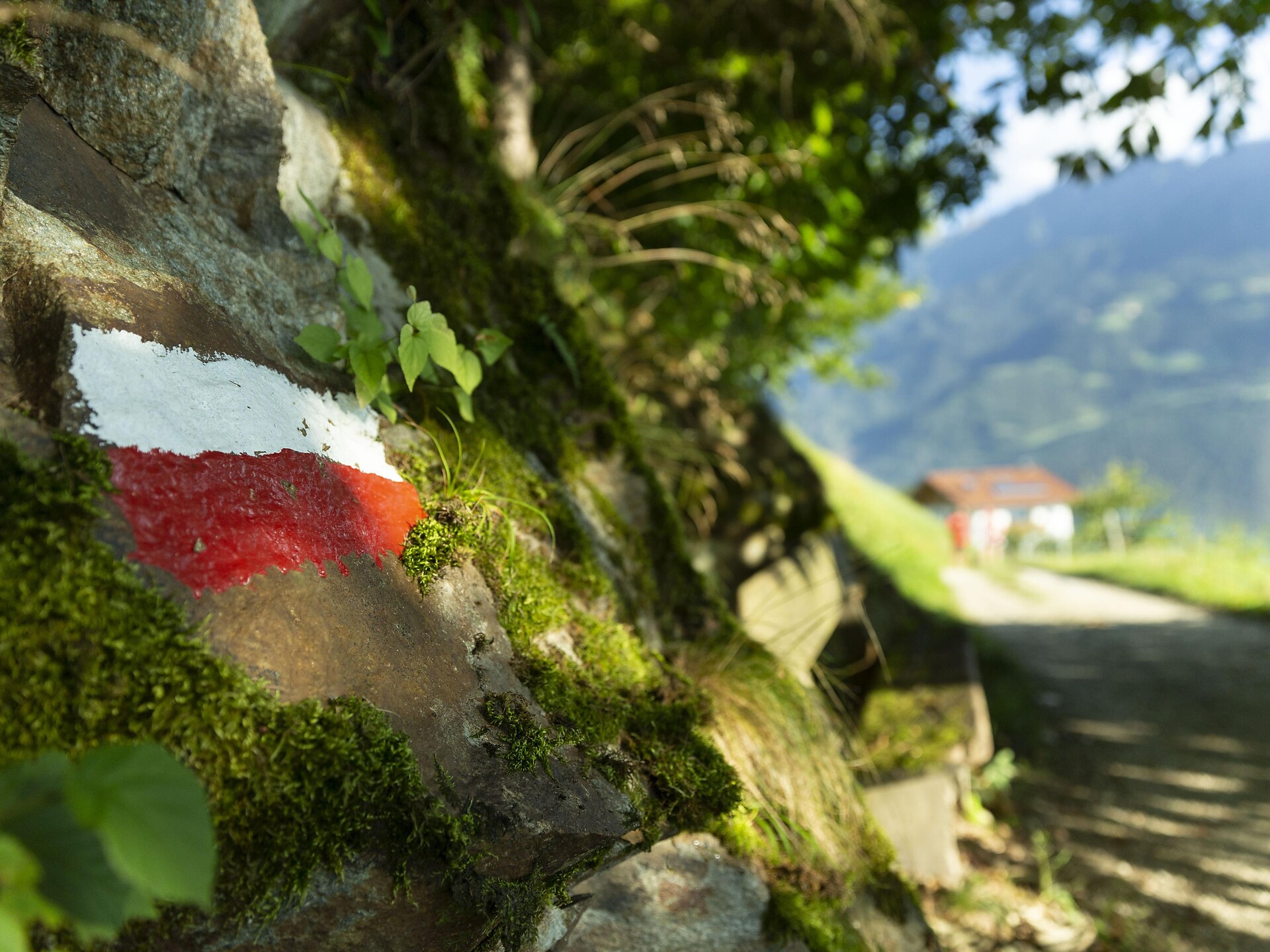 Hiking on the Marling Höhenweg Trail Marling/Marlengo 2 suedtirol.info