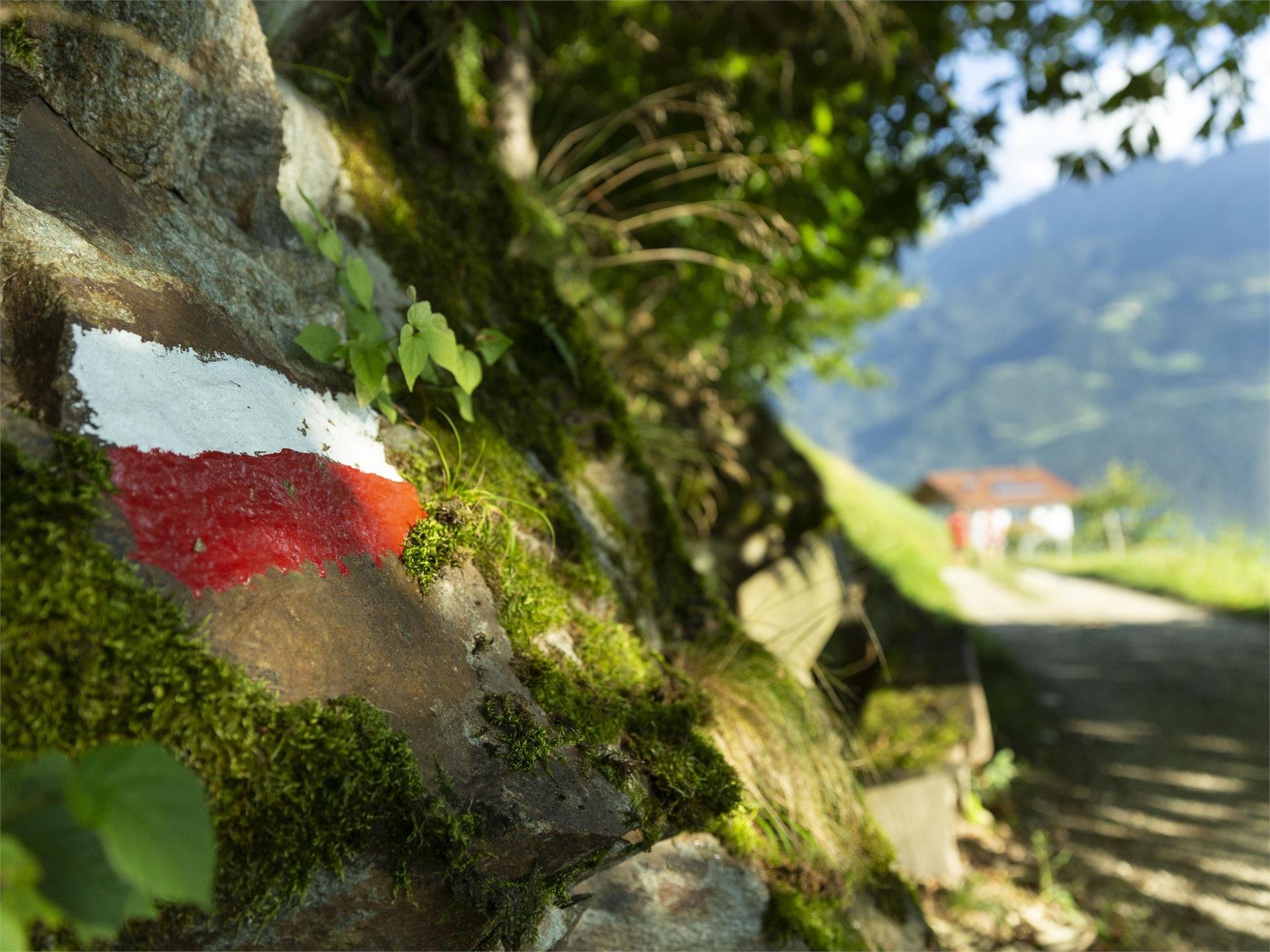 Wandern am Marlinger Höhenweg Marling 2 suedtirol.info