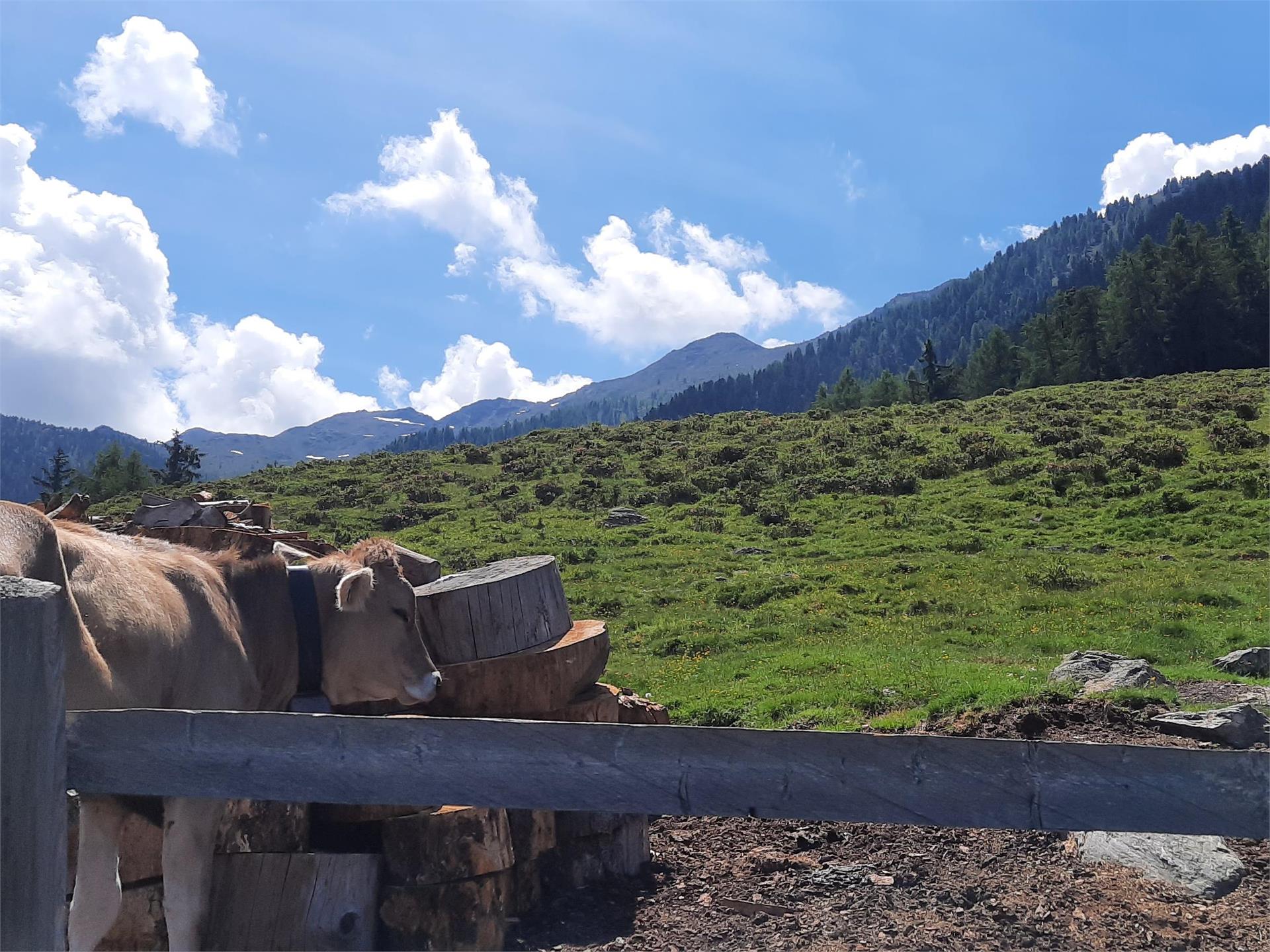 Wanderung zur Freiberger Alm Kastelbell-Tschars 3 suedtirol.info