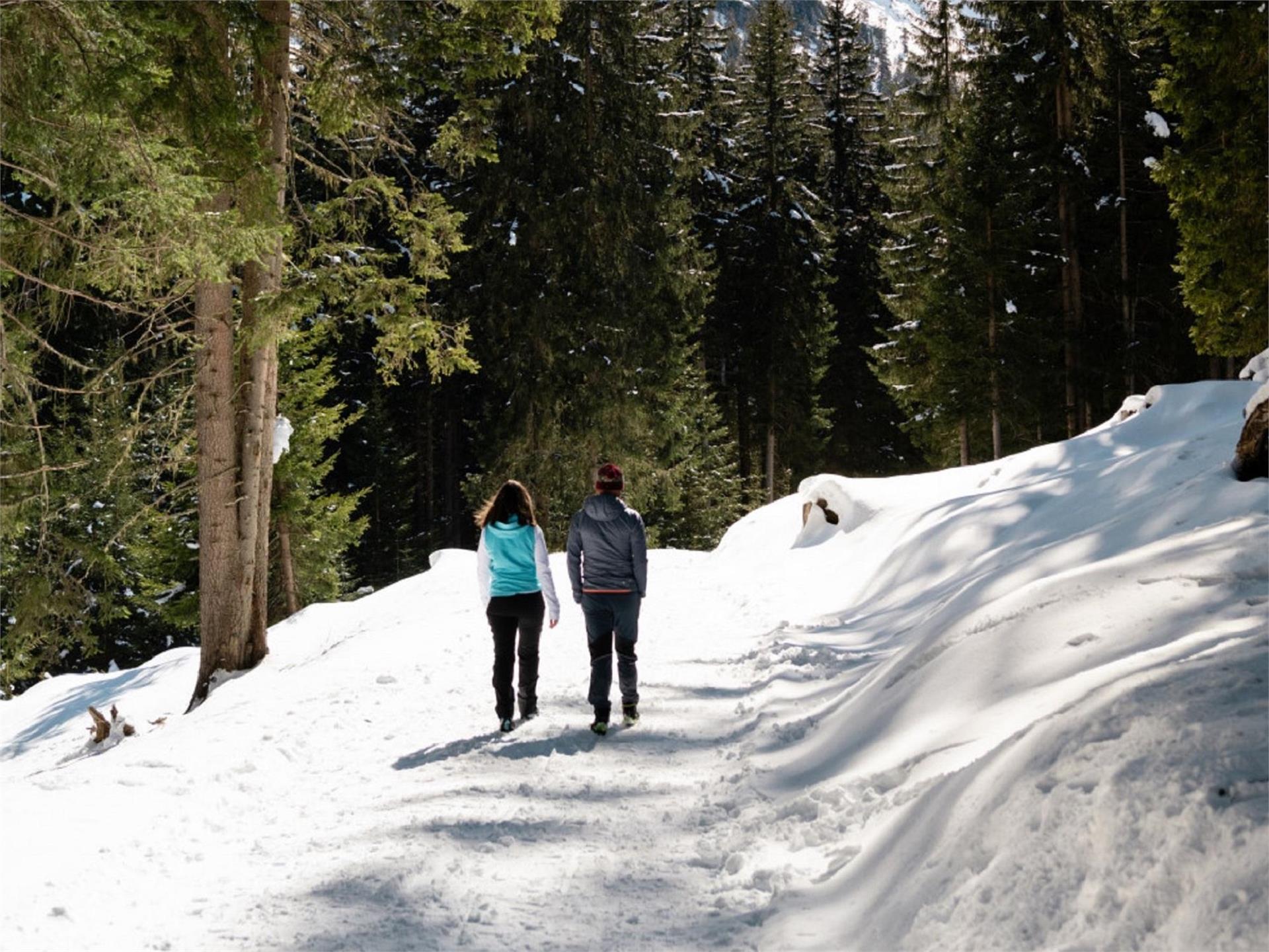 Winter hike to the Stilfser Alm Alpine farm Stilfs/Stelvio 1 suedtirol.info