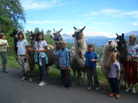 Wandern mit Lamas & Alpakas Ritten 2 suedtirol.info