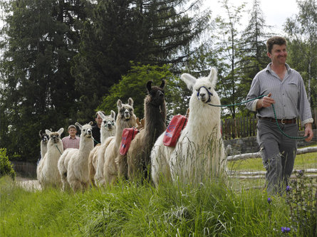 Wandern mit Lamas & Alpakas Ritten 1 suedtirol.info
