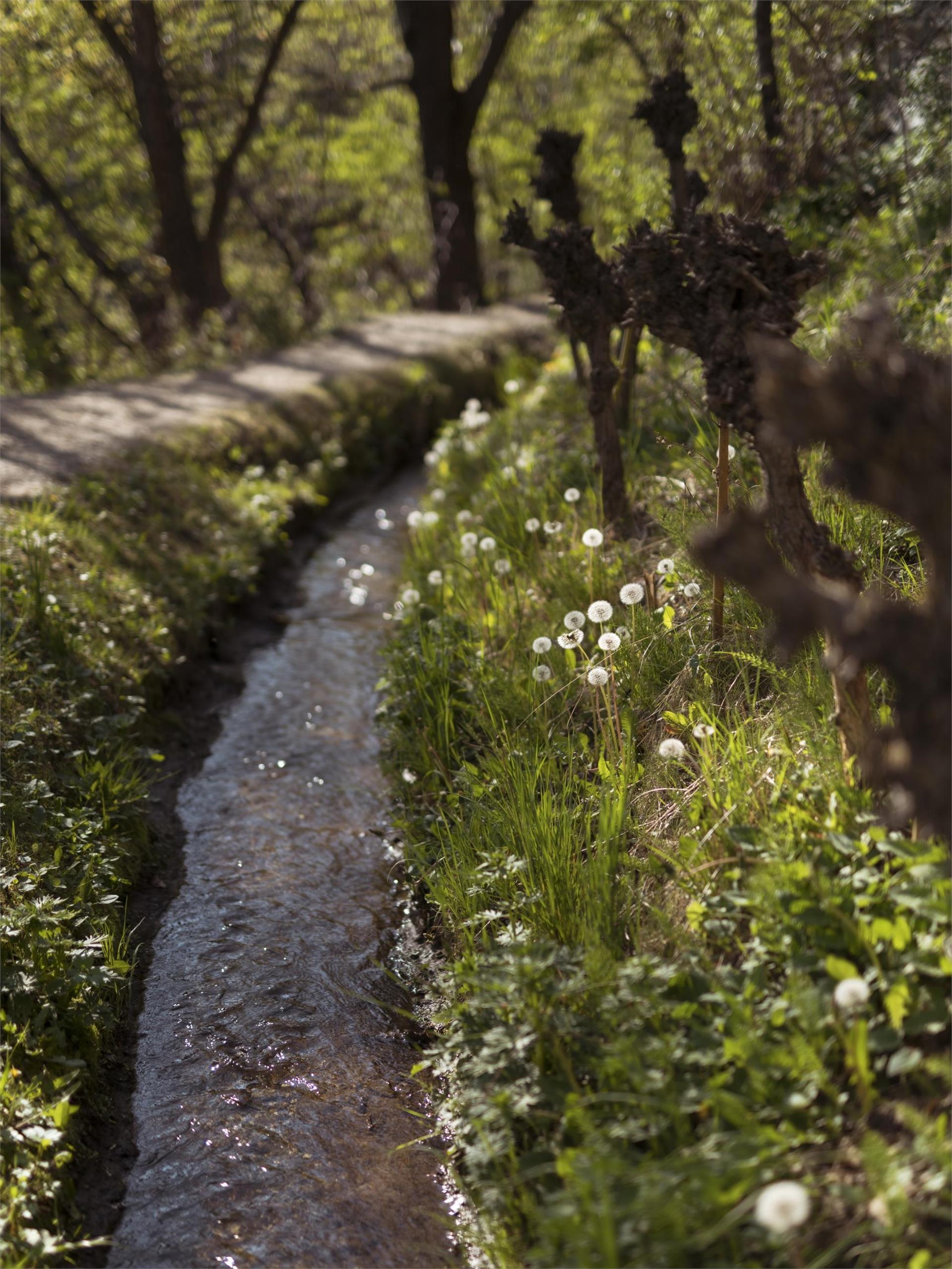 "Zaalwaal" irrigation channel path Schlanders/Silandro 3 suedtirol.info