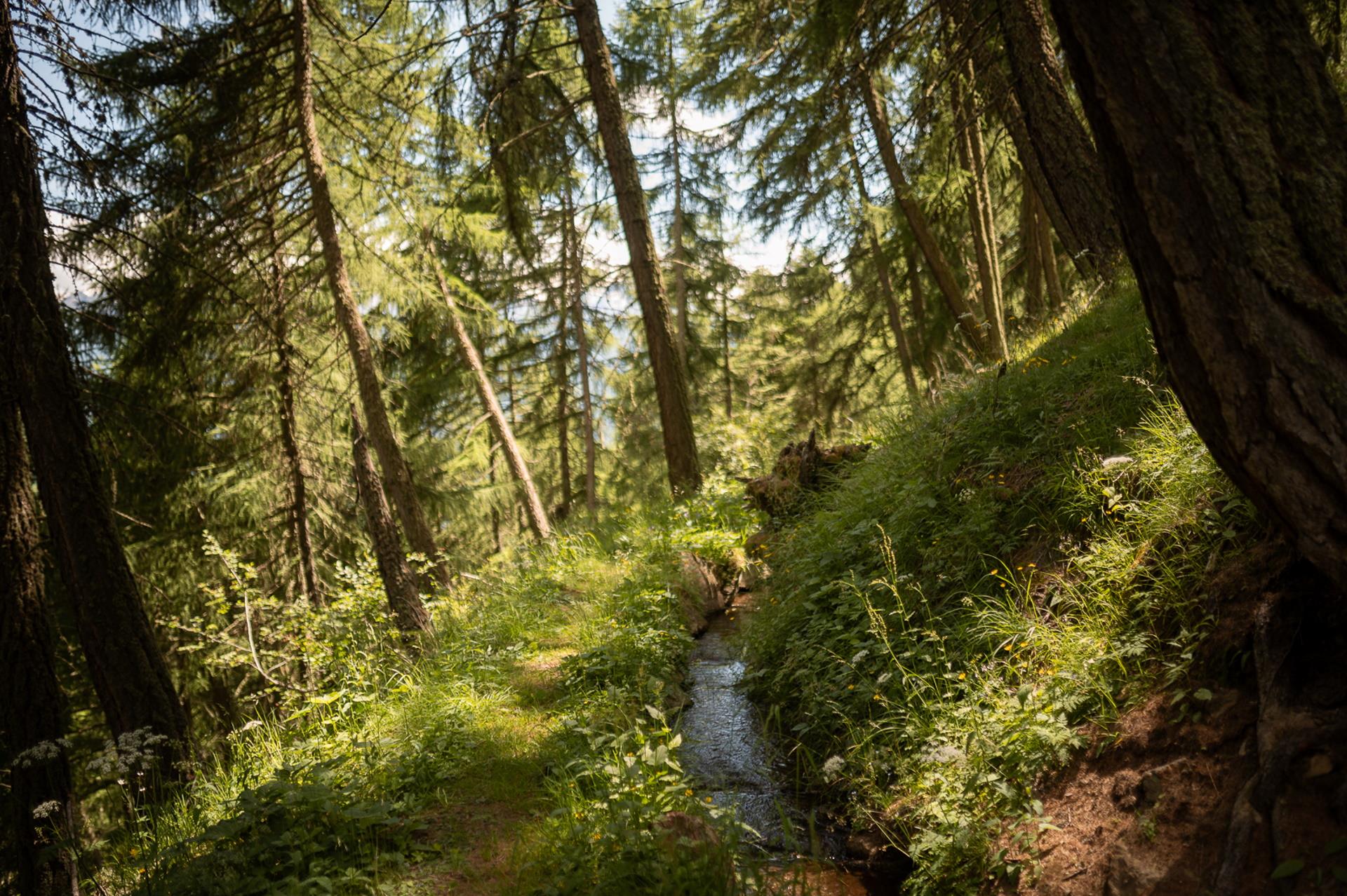 "Neuwaal" irrigation channel path Schlanders/Silandro 3 suedtirol.info