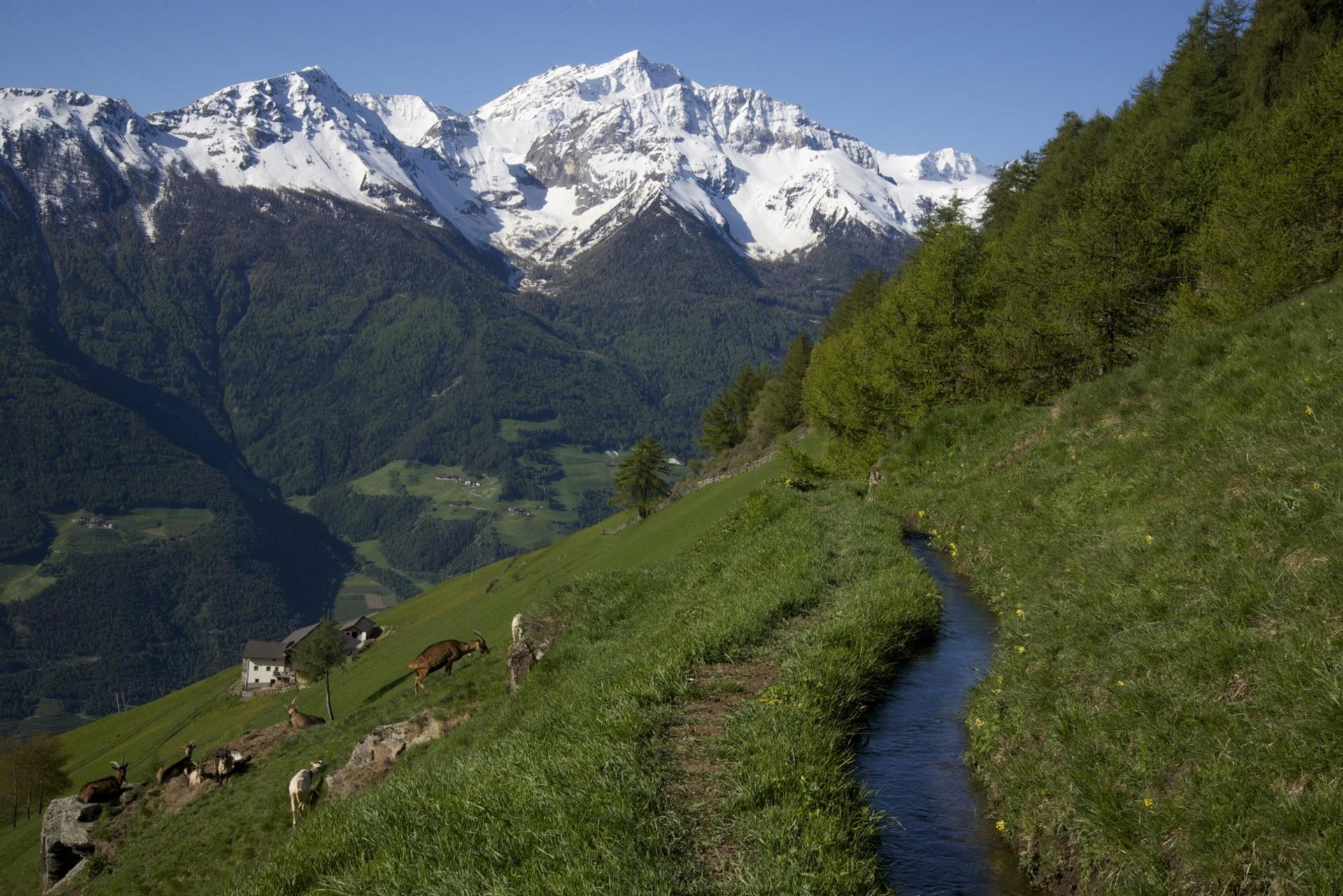 "Neuwaal" irrigation channel path Schlanders/Silandro 4 suedtirol.info