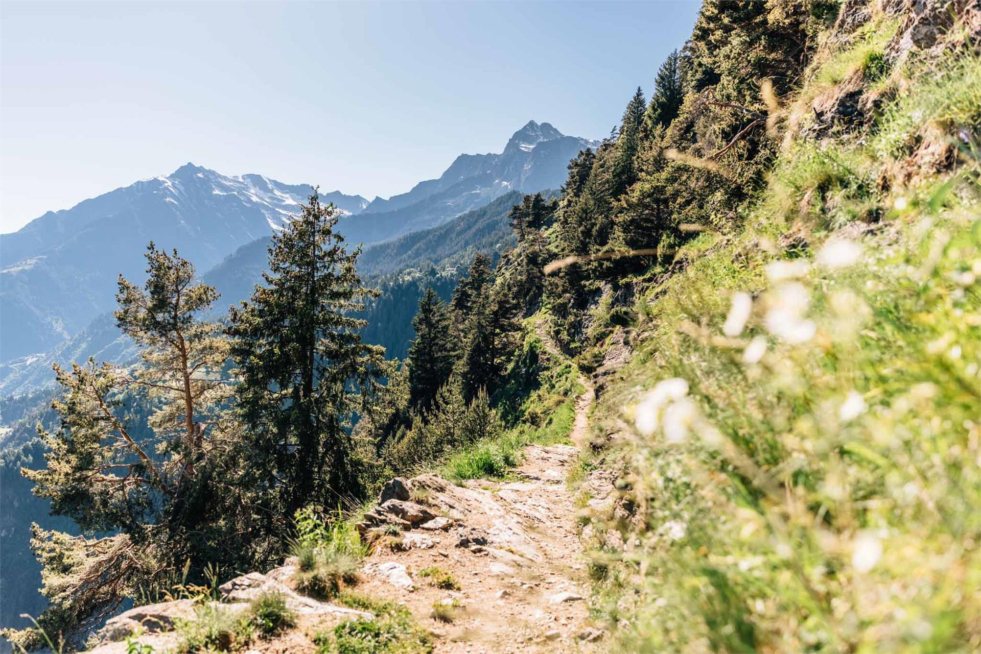 Escursione alla Malga Leiter Lagundo 3 suedtirol.info