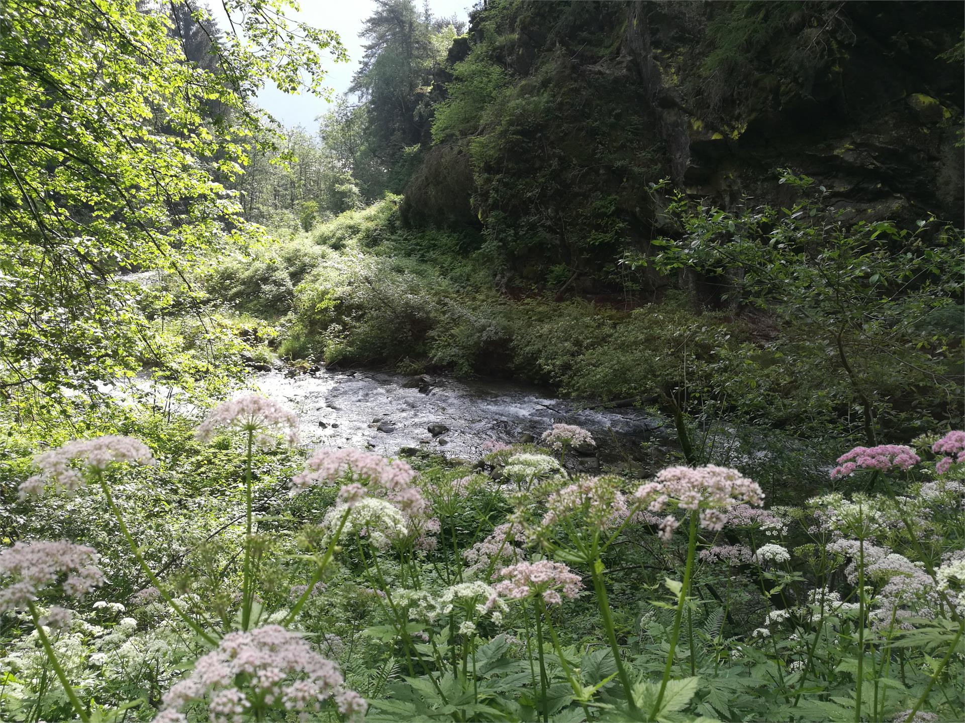 Escursione Gola di Molini di Tures Campo Tures 1 suedtirol.info