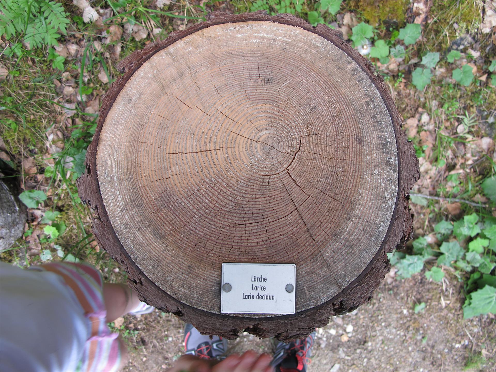 Forest Adventure Trail Aschbach/Rio Lagundo Partschins/Parcines 33 suedtirol.info