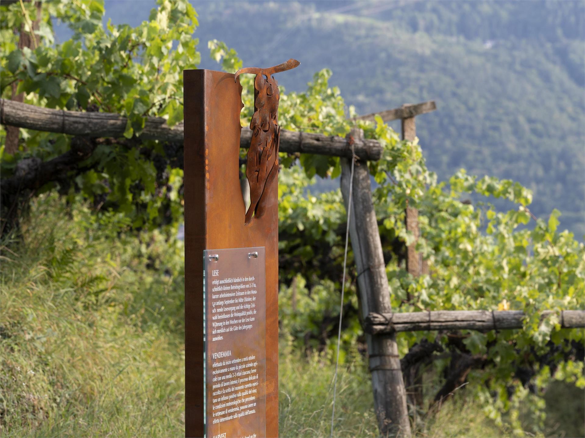 Weinwanderweg Rebe Ritten 3 suedtirol.info