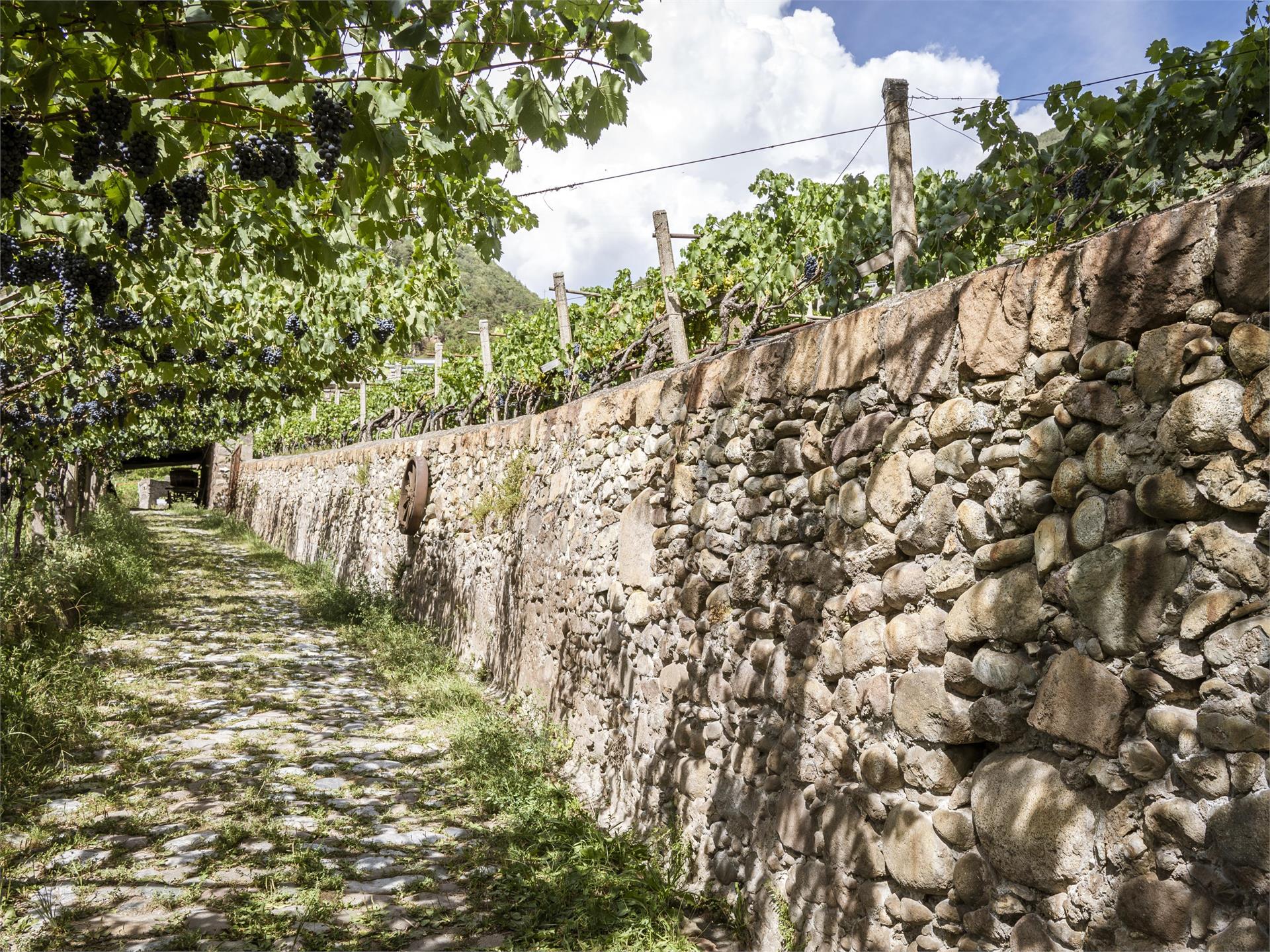 Weinwanderweg Rebe Ritten 8 suedtirol.info