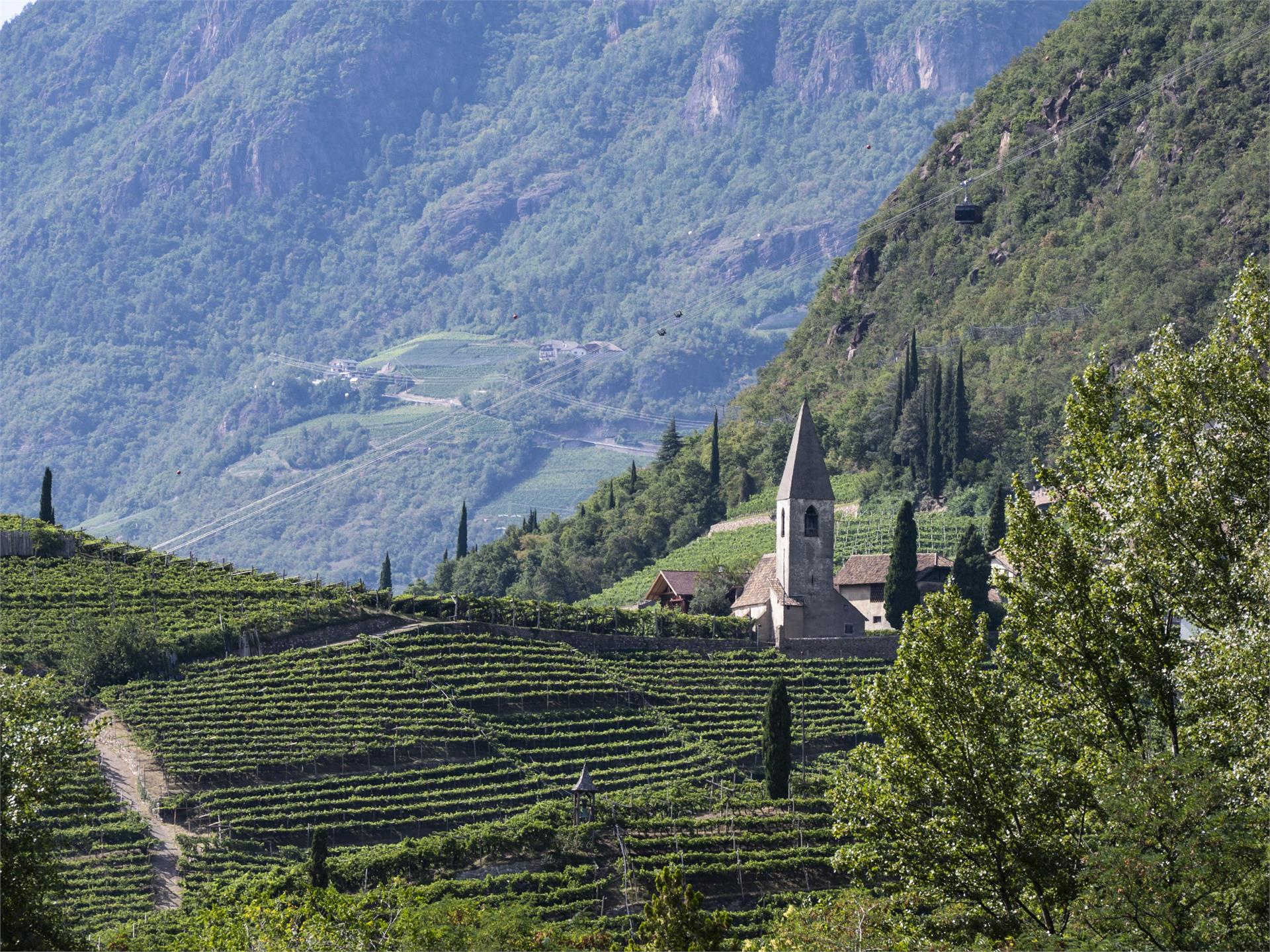 Weinwanderweg Rebe Ritten 4 suedtirol.info
