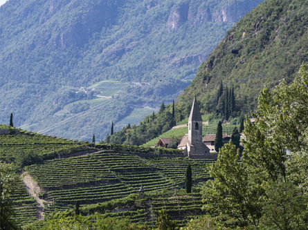 Sentiero del vino Rebe Renon 4 suedtirol.info