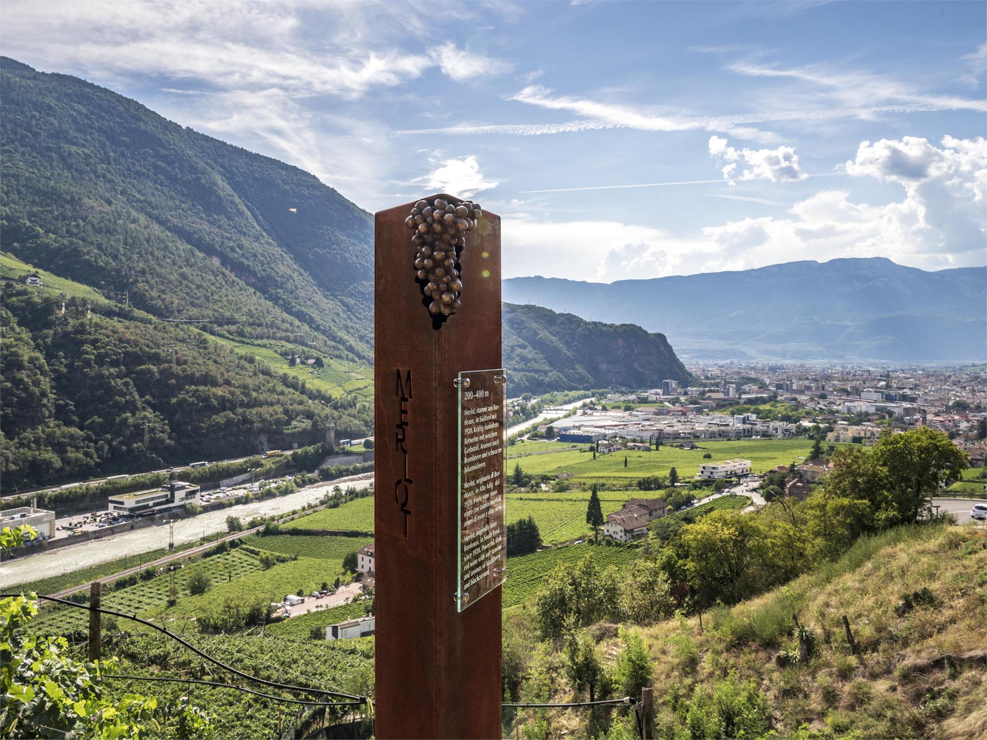 Weinwanderweg Rebe Ritten 1 suedtirol.info